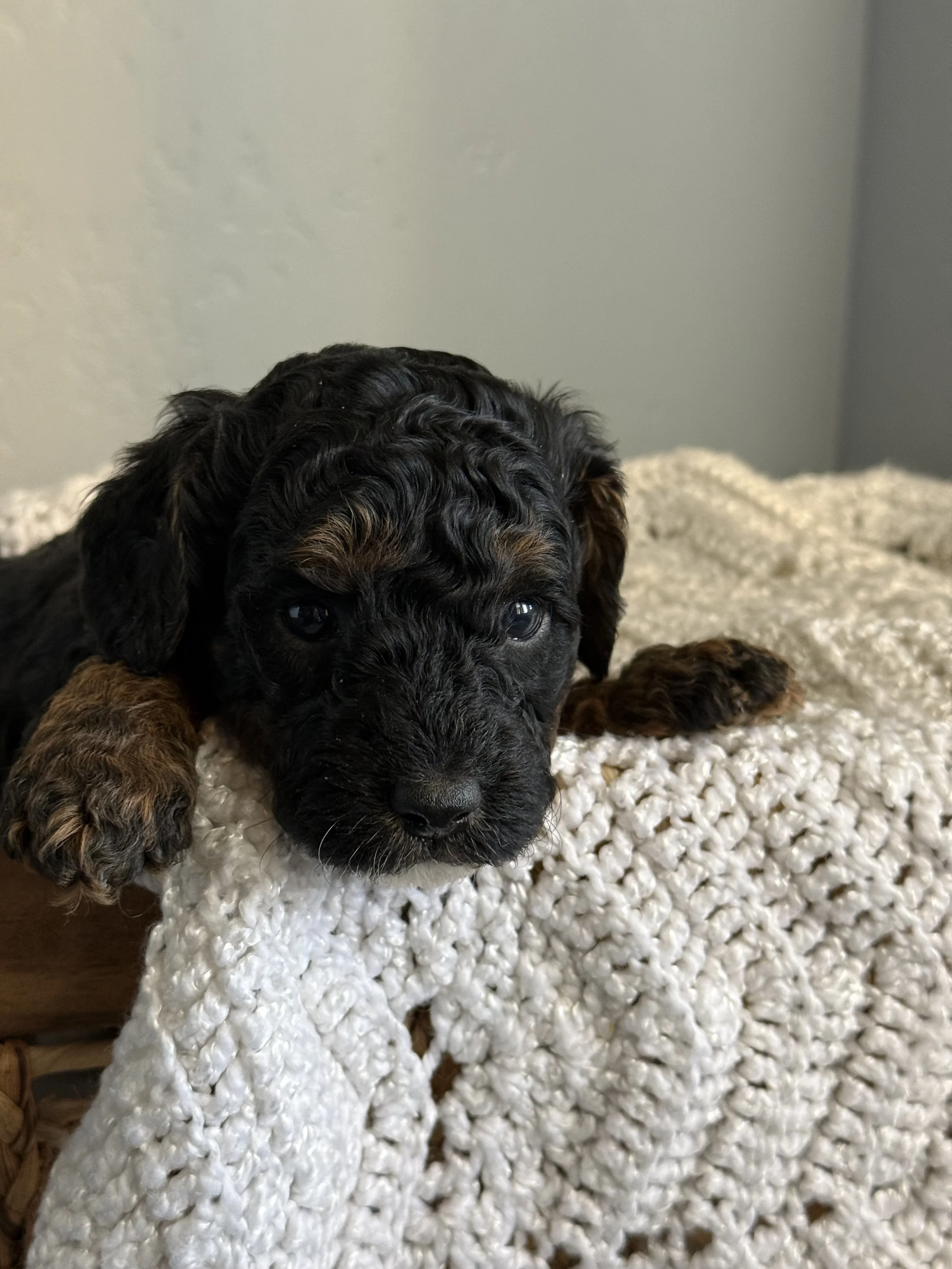 Rosie & Prince Charming AKC Mini Poodles