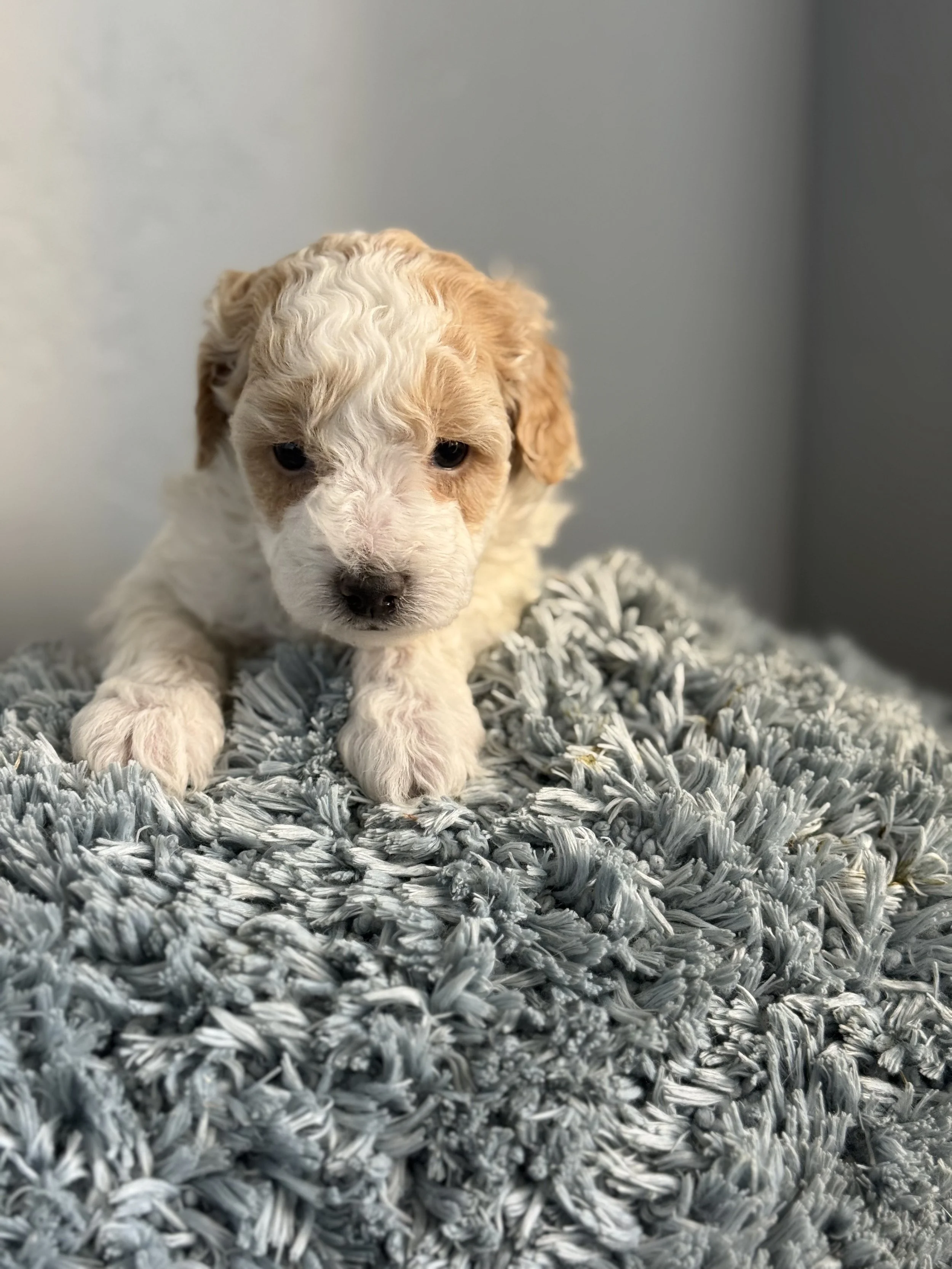 Rosie & Prince Charming AKC Mini Poodles