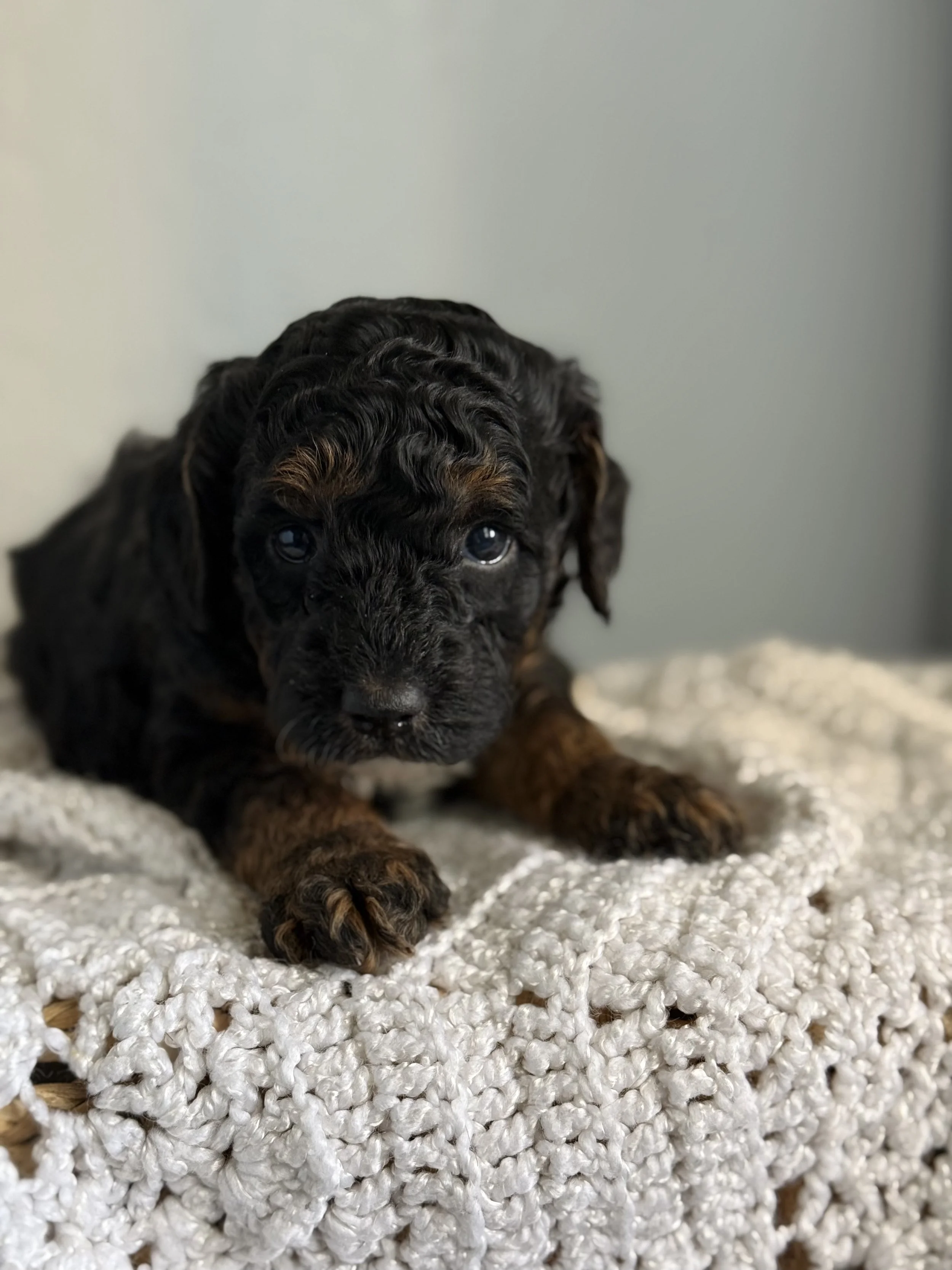 Rosie & Prince Charming AKC Mini Poodles