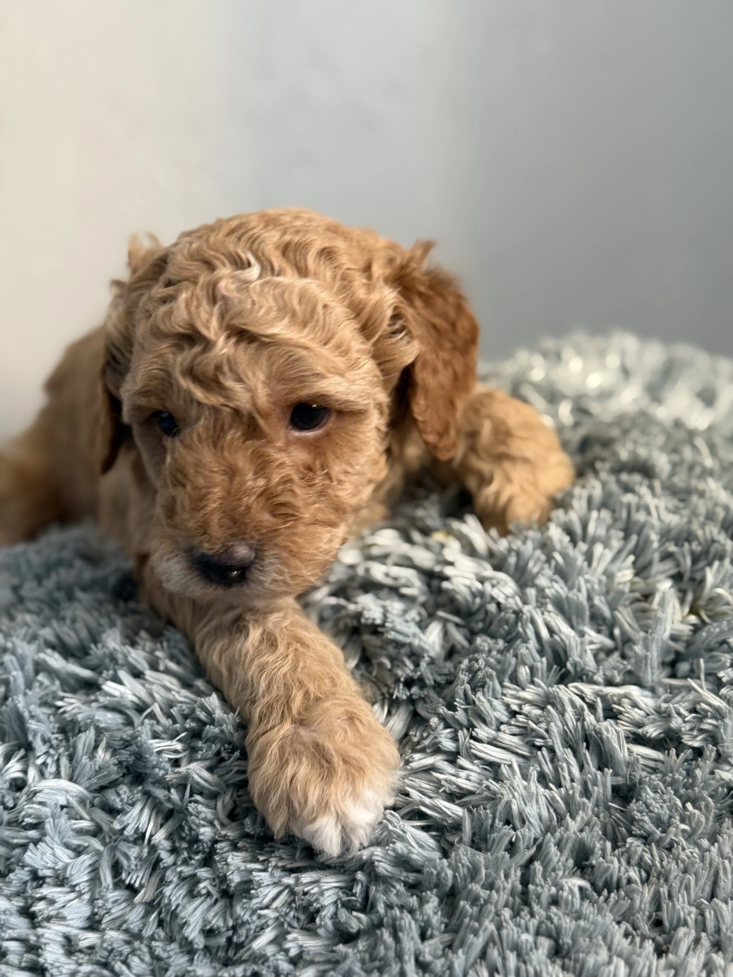 Rosie & Prince Charming AKC Mini Poodles