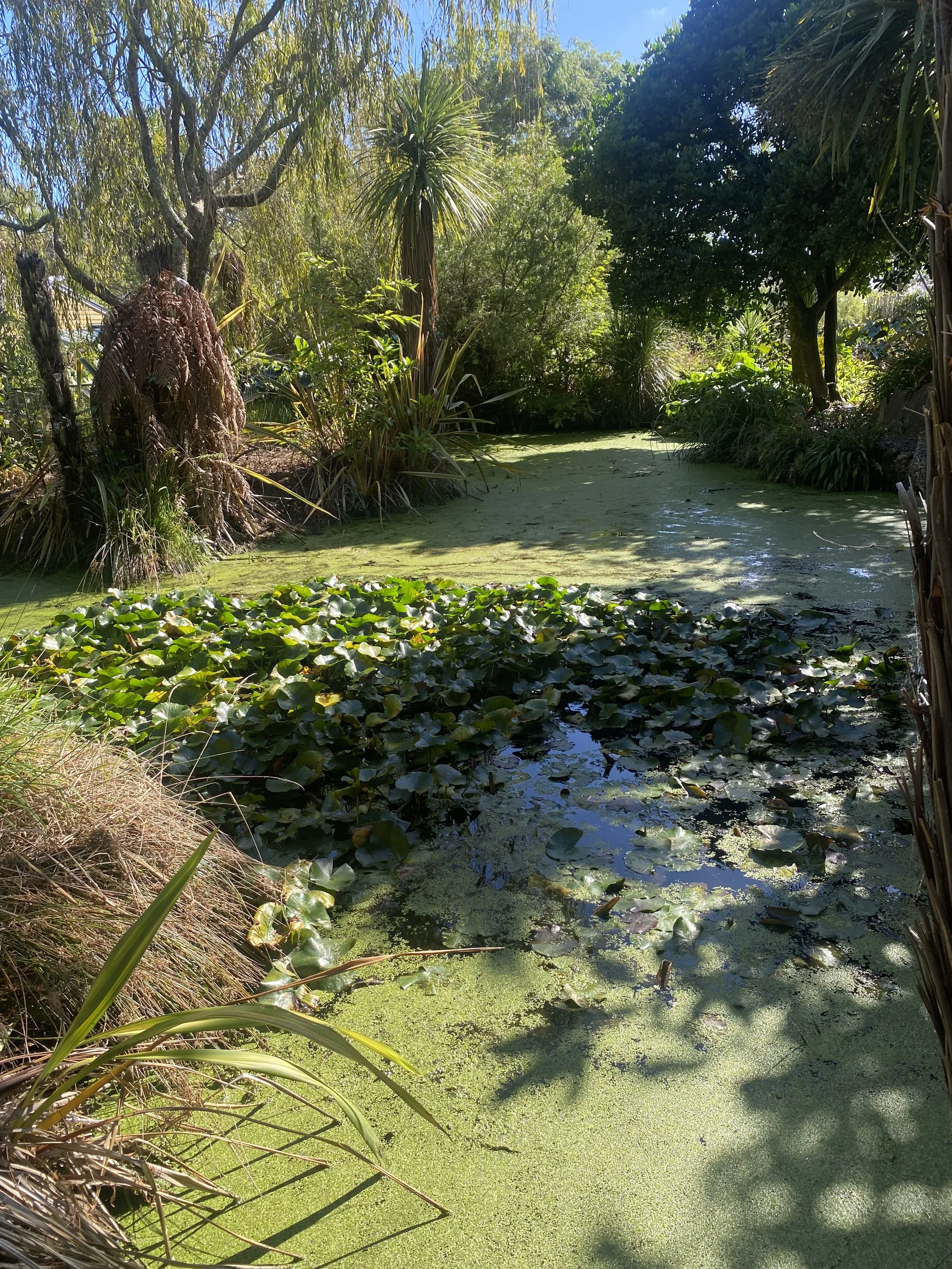 Garden Design and Consultation