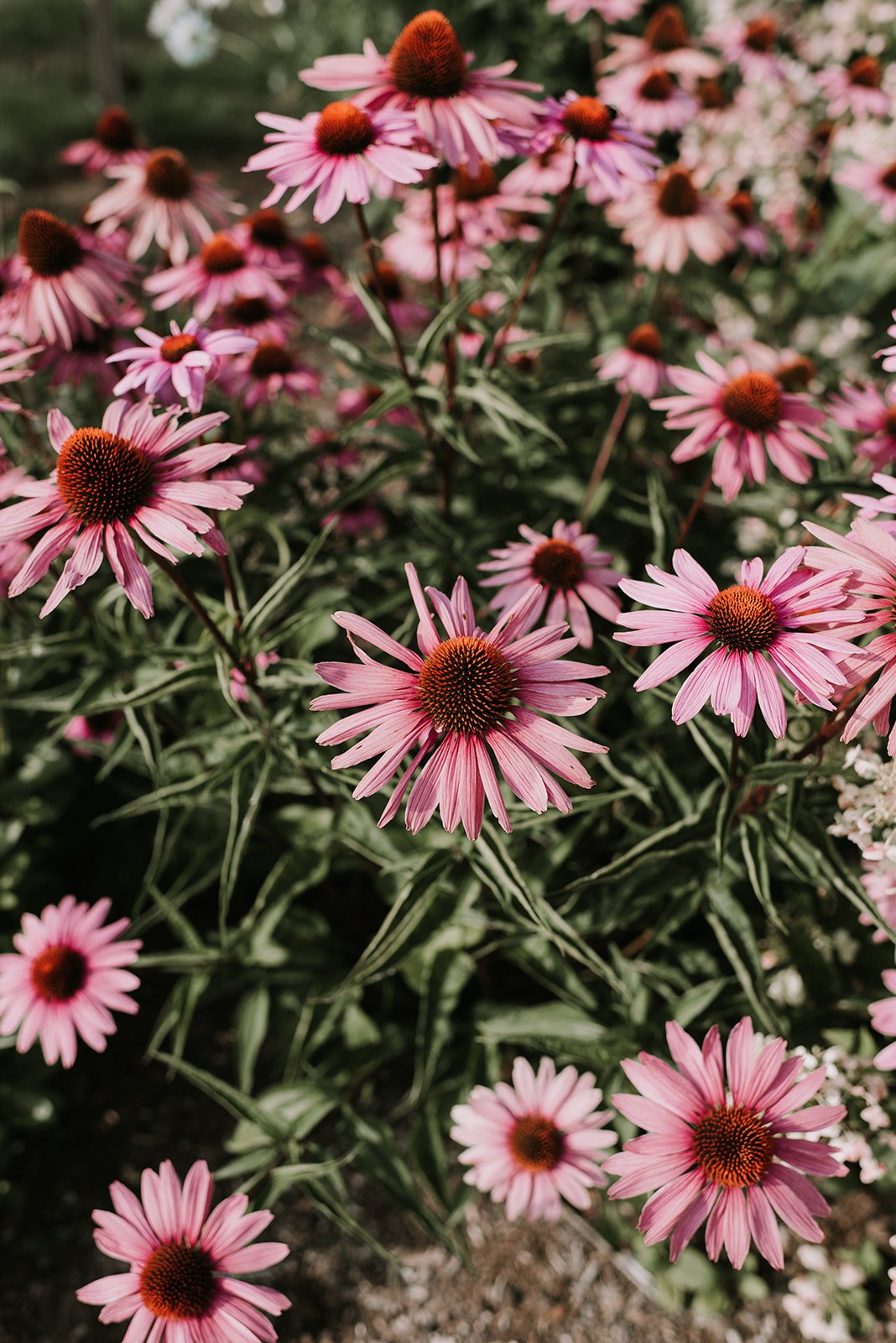 August_PurpleConeflower.jpg