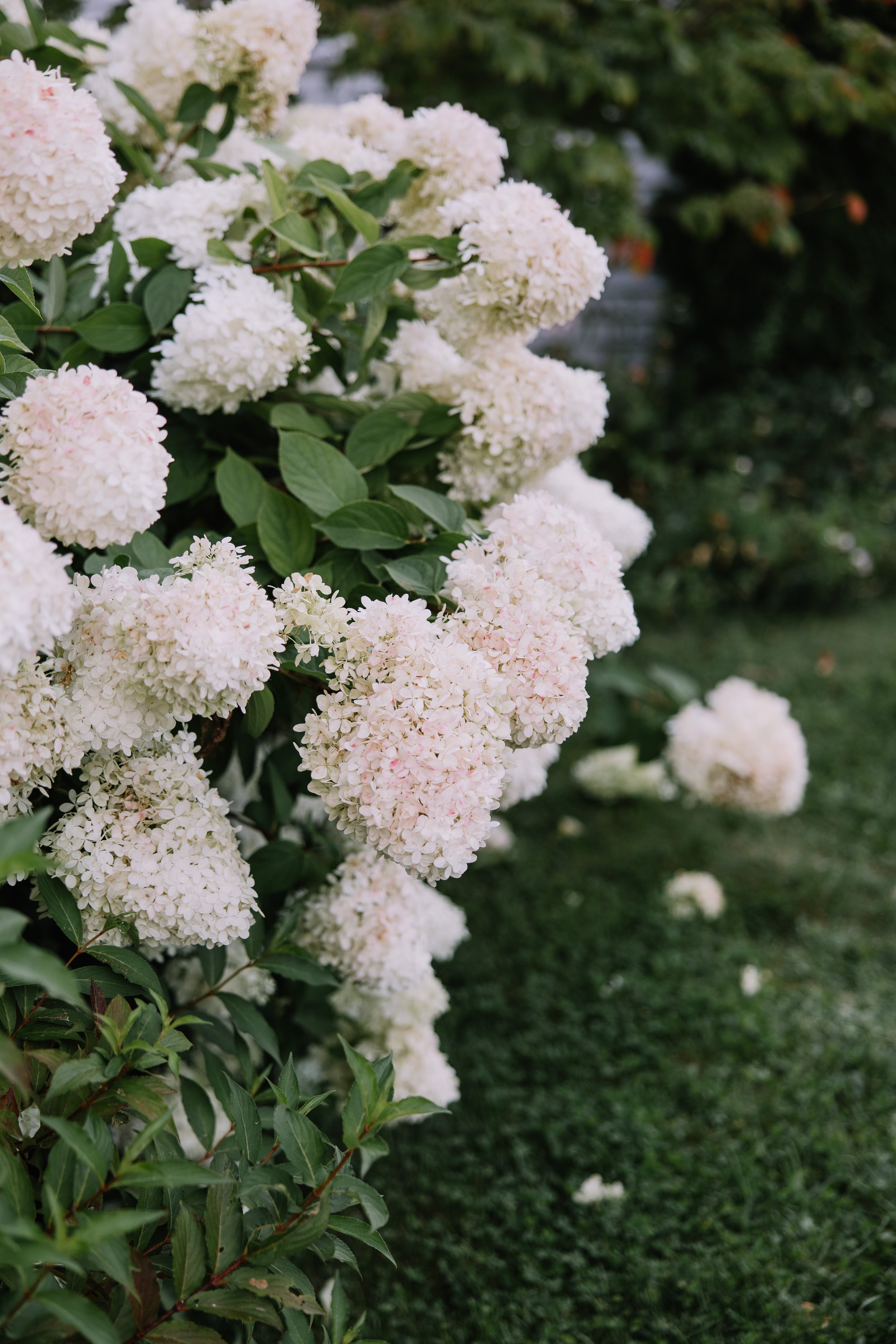 August_Hydrangea.jpg