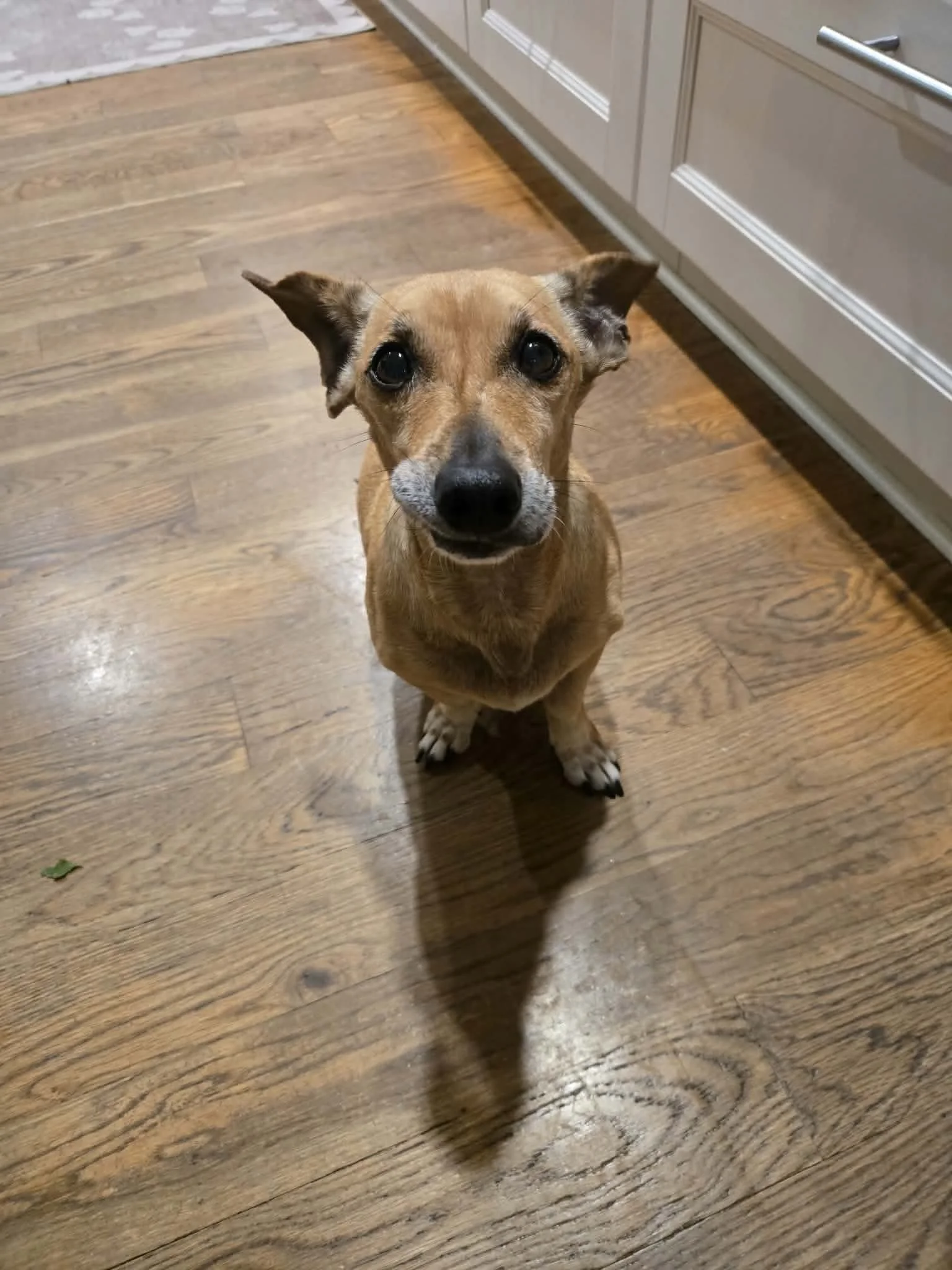 Meet Buddy!