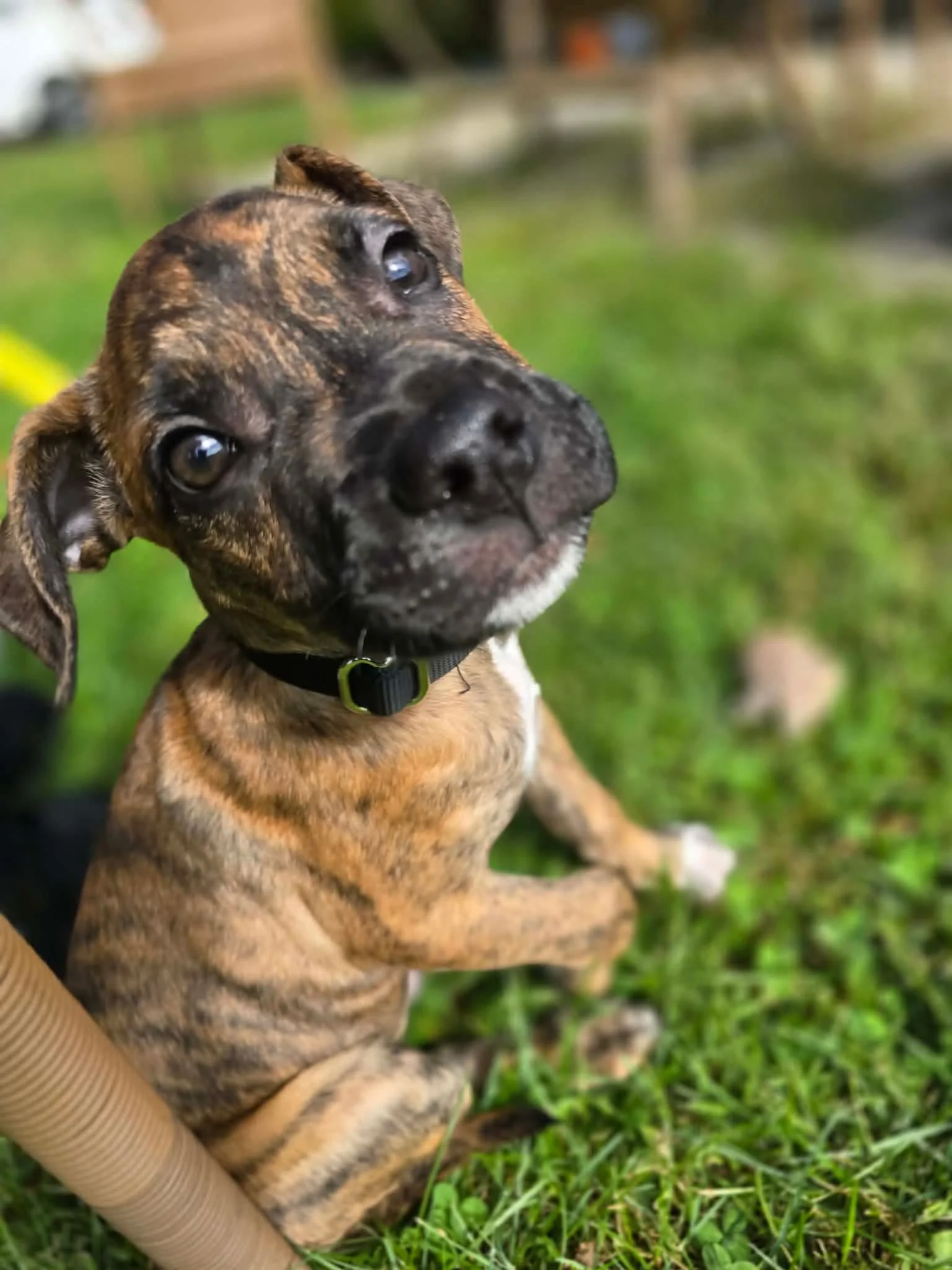 Meet Baxter!