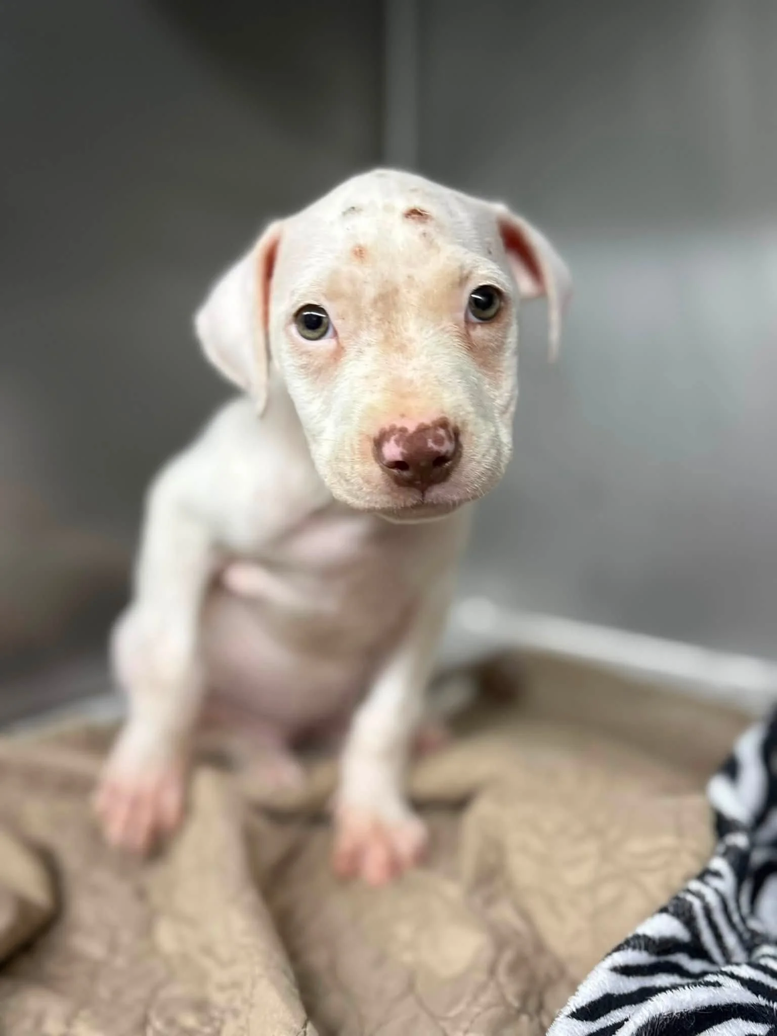 Meet Snow!