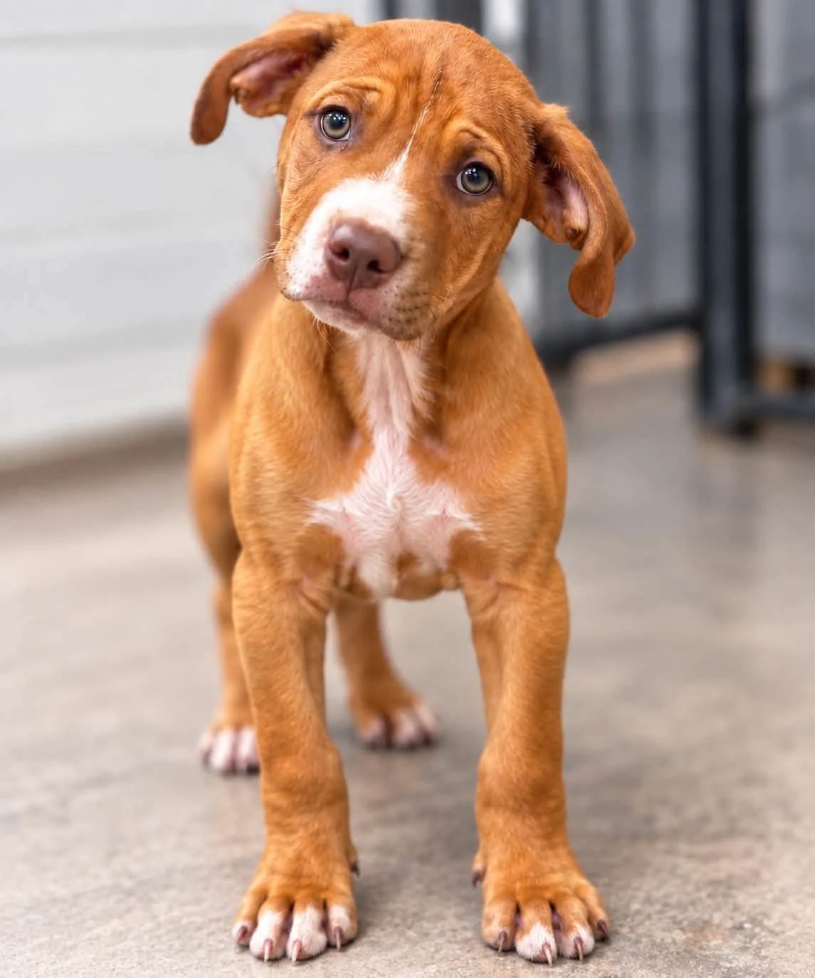 Meet Dexter!
