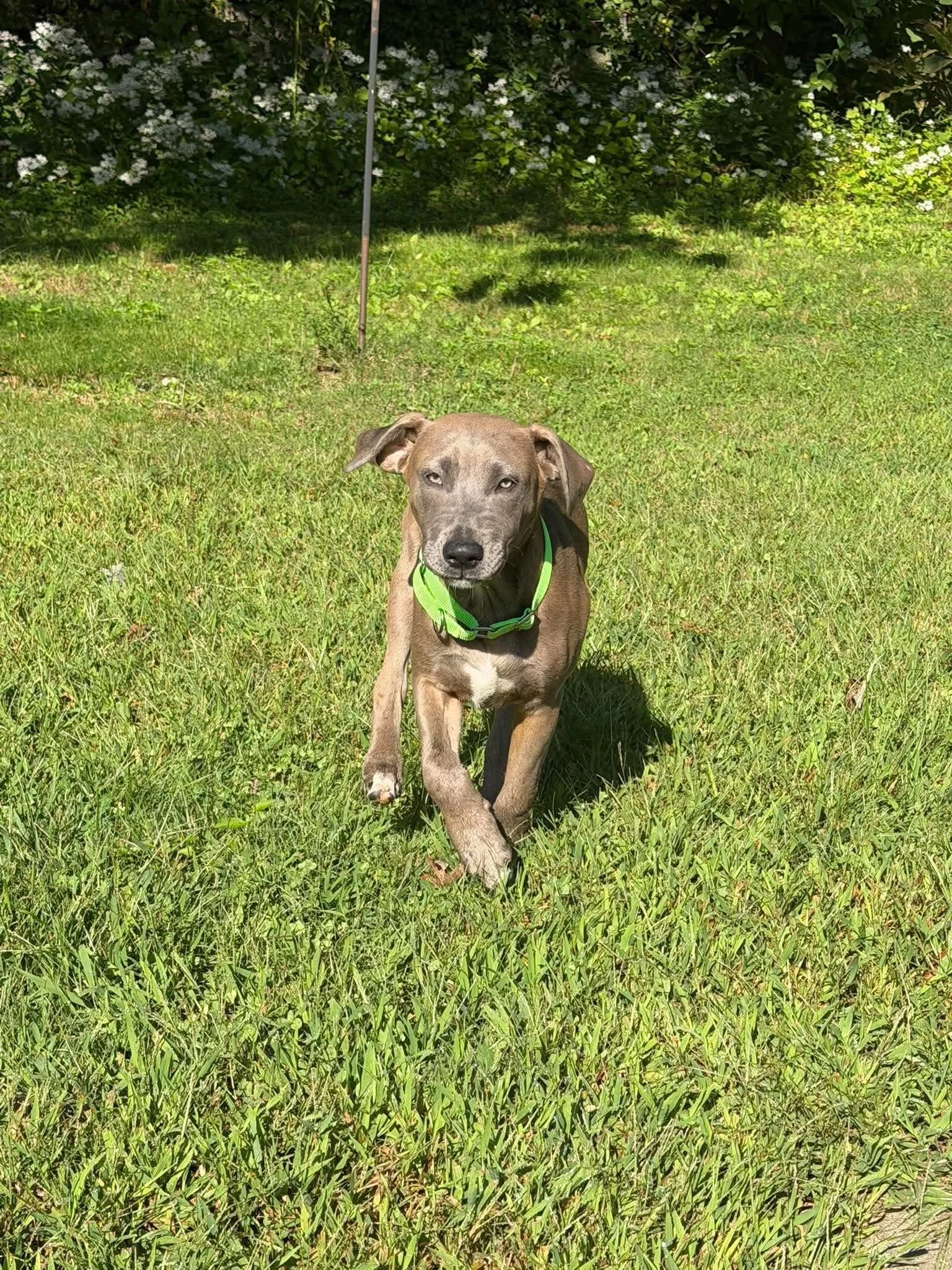 Meet Lottie!