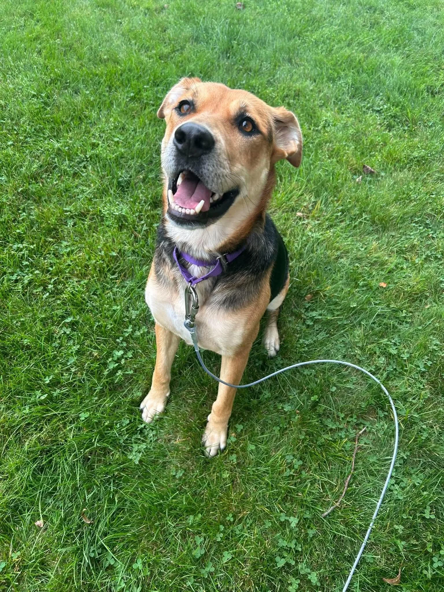 Meet Shadow!