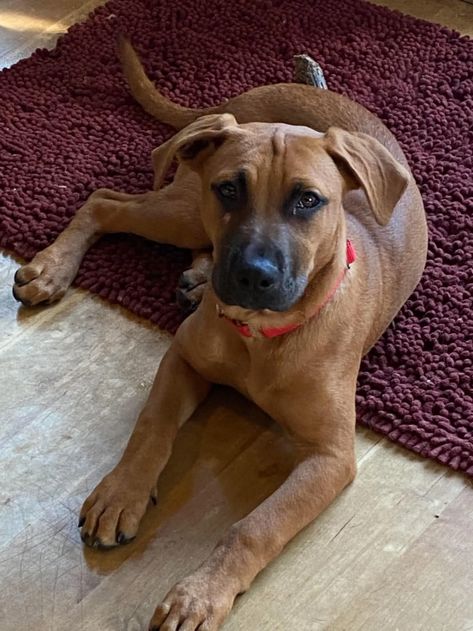 Meet Lola Mae!