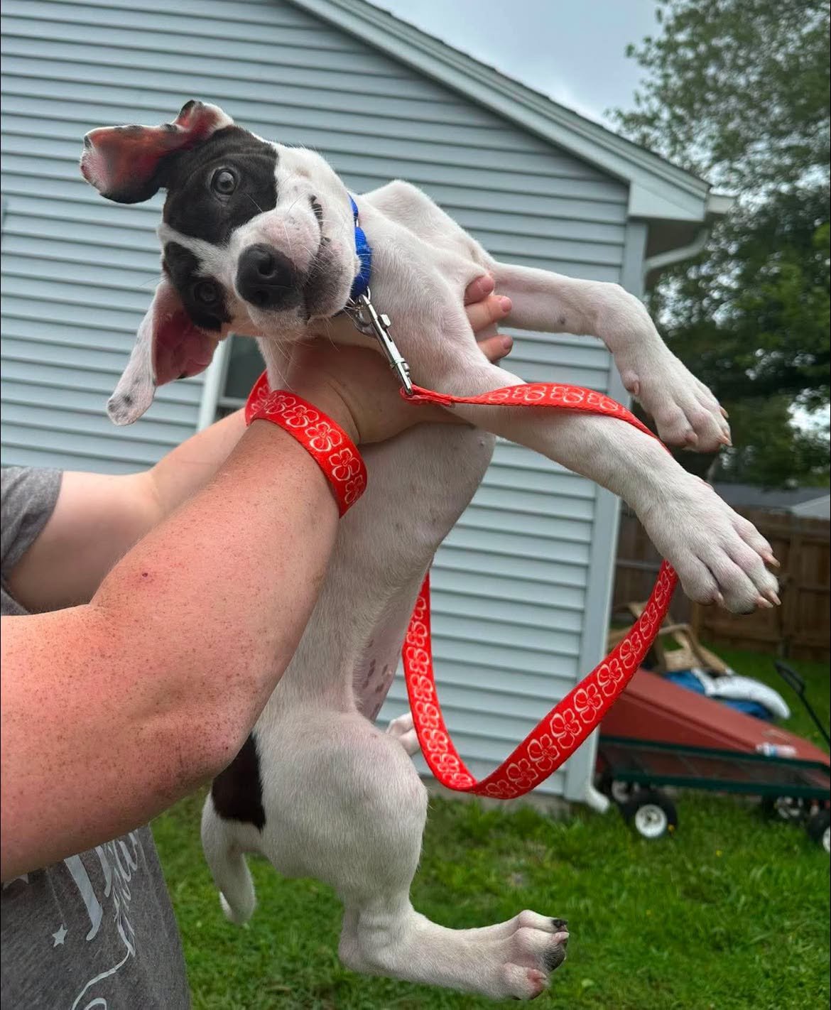 Meet Lola!