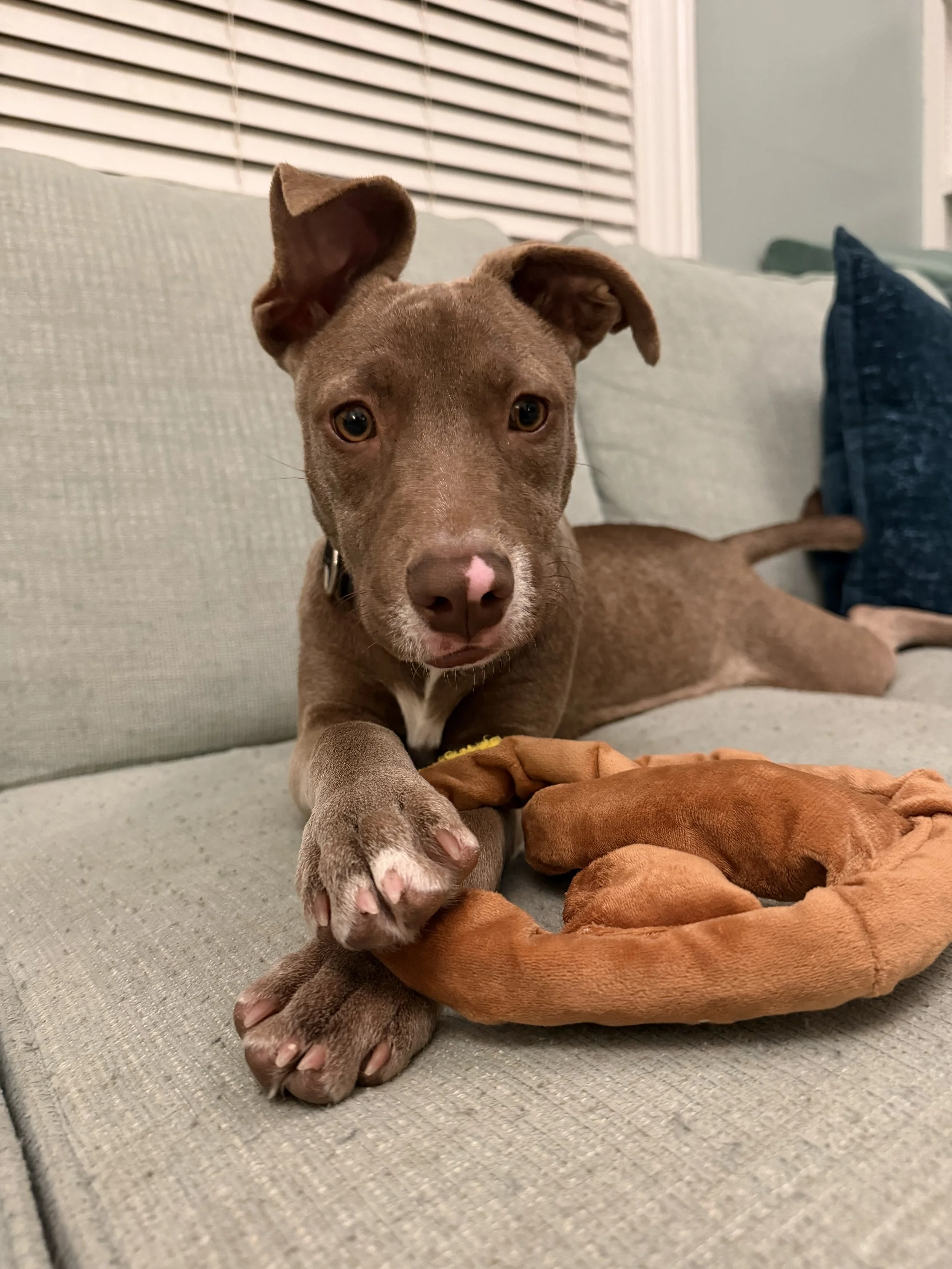 Meet Ellie!