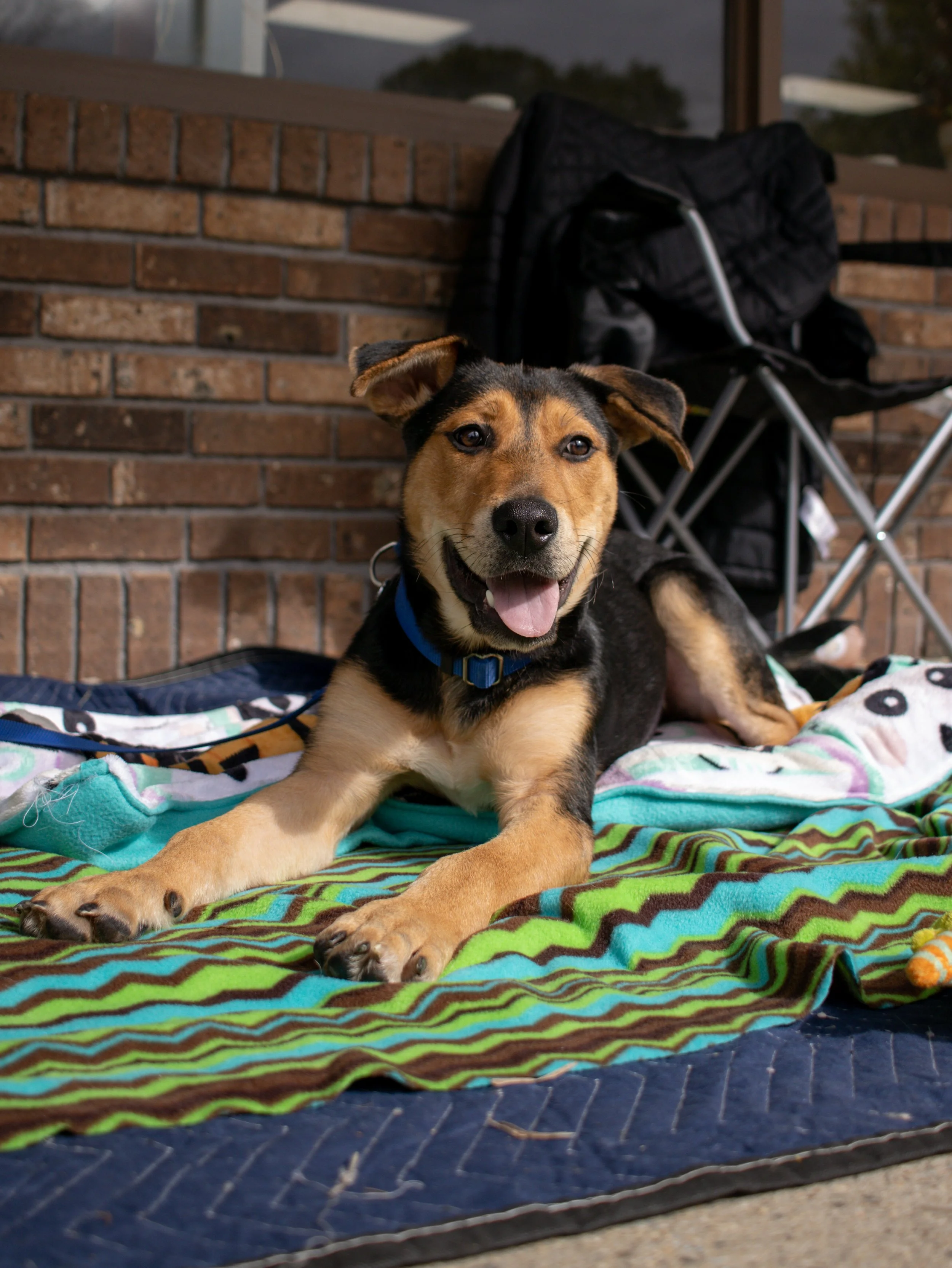 Foster a Rescue Dog — Wings of Freedom Animal Rescue | Connecticut ...