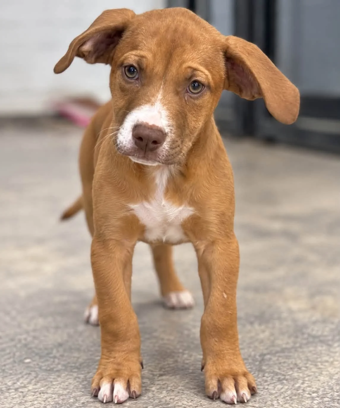 Meet Destiny!