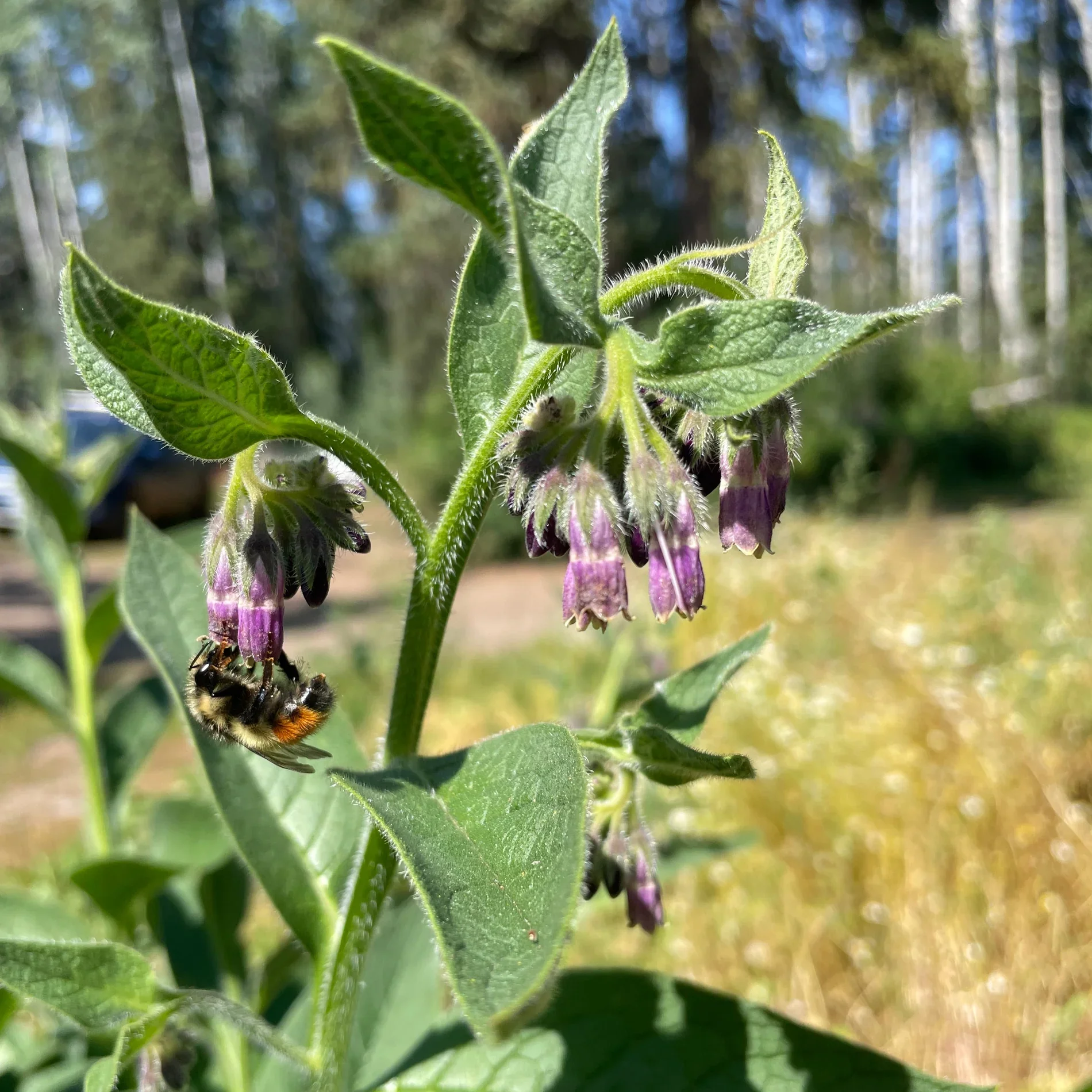 Wild West Herb - Comfrey 1.webp