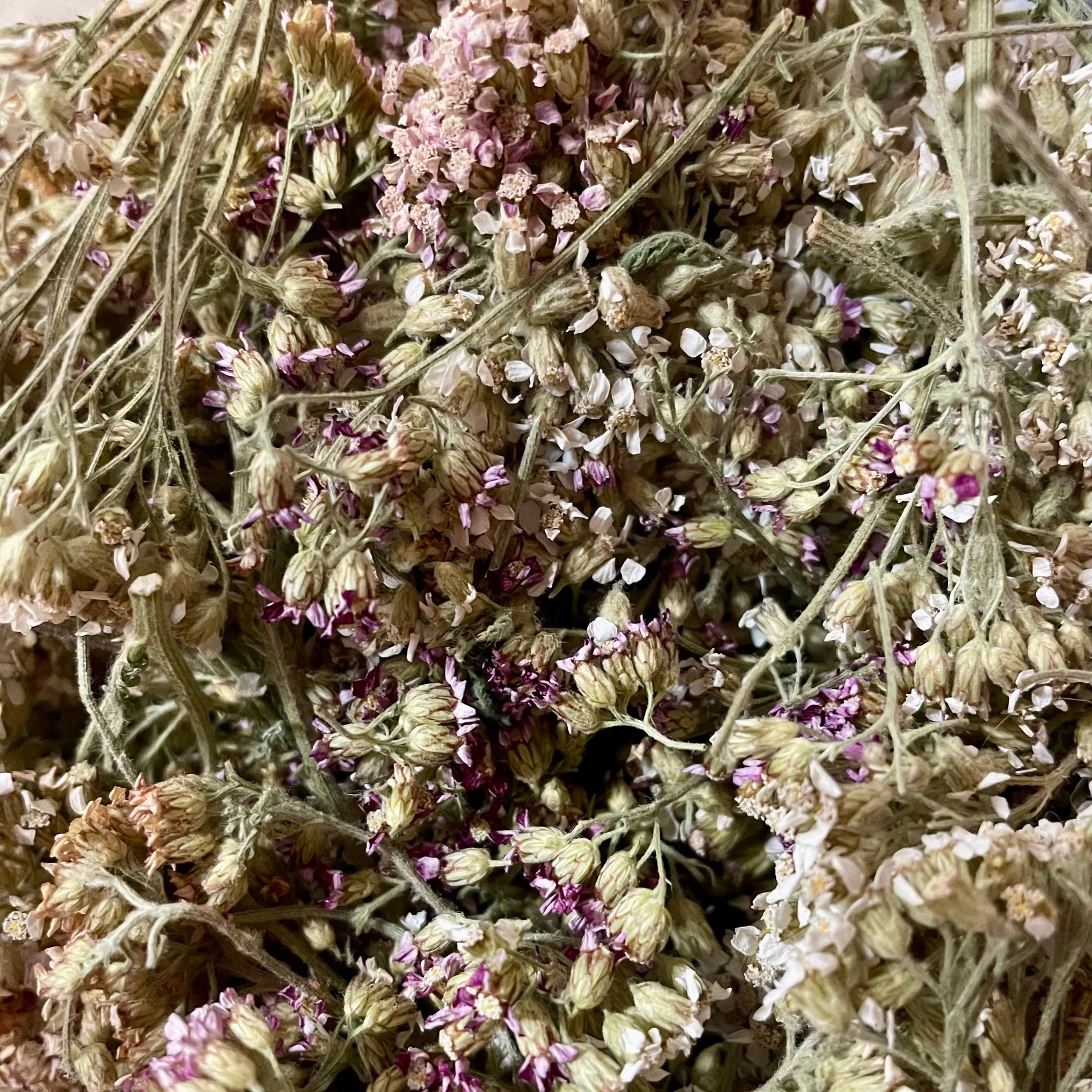 Wild West Herb - Yarrow 1.webp