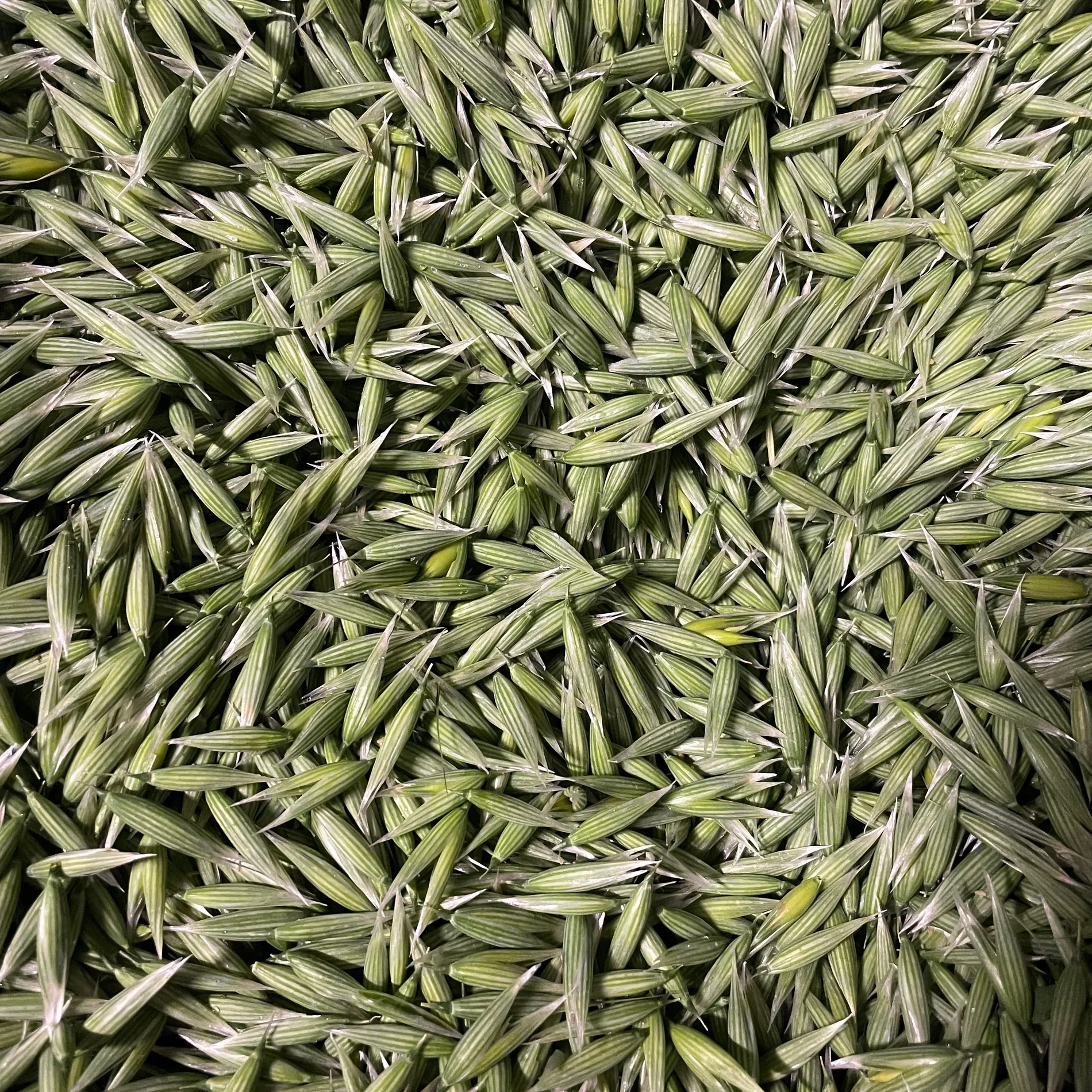 Wild West Herb - Milky Oats 1.webp