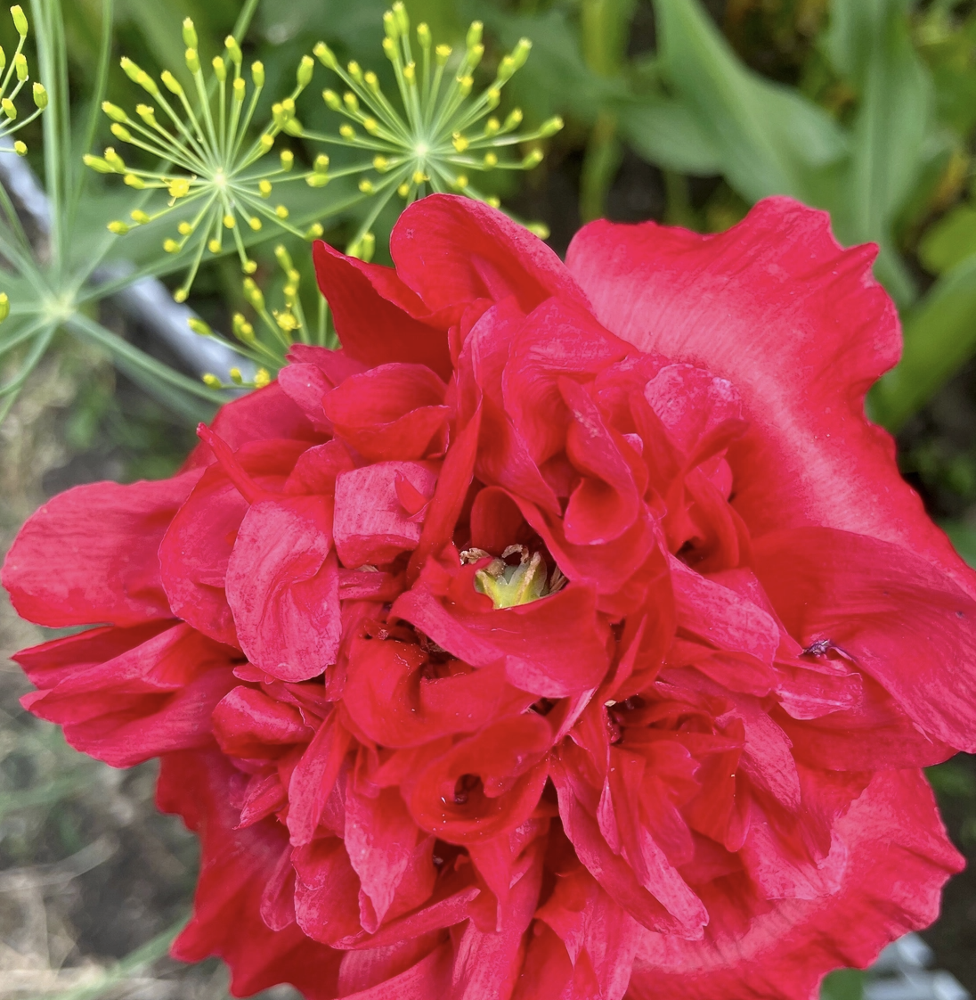 mother's day seeds poppy.png