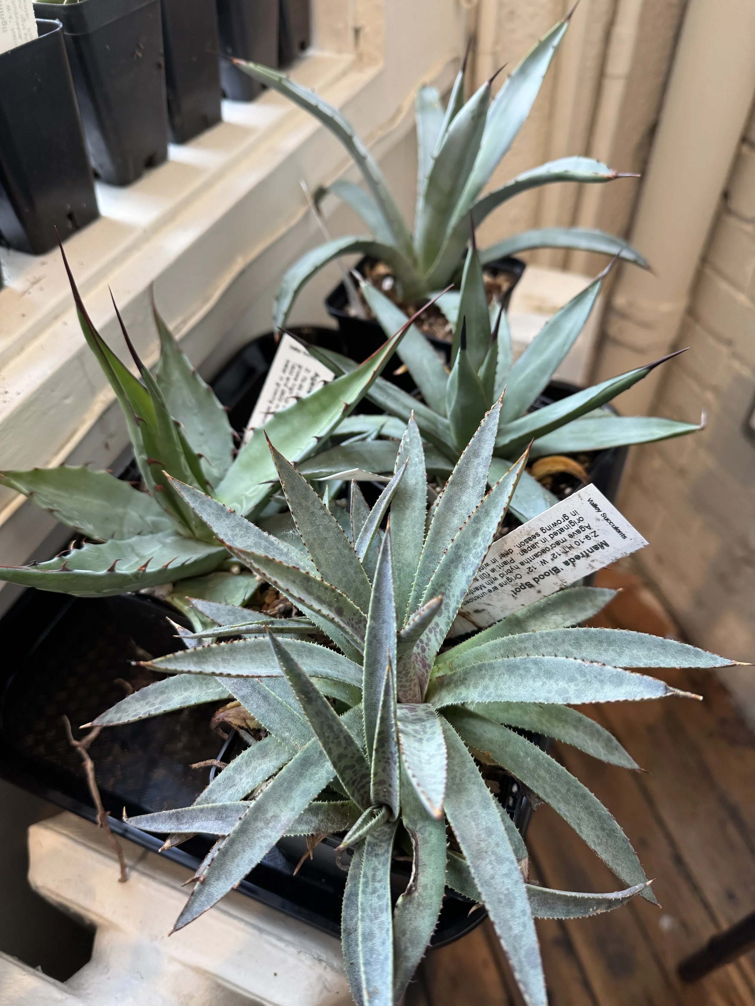 Rare Breed Agave