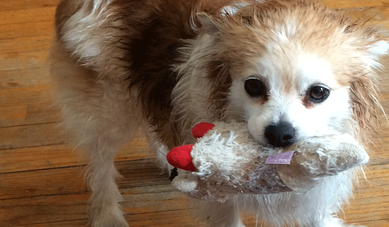 Episode 6: Shut Your Monkey