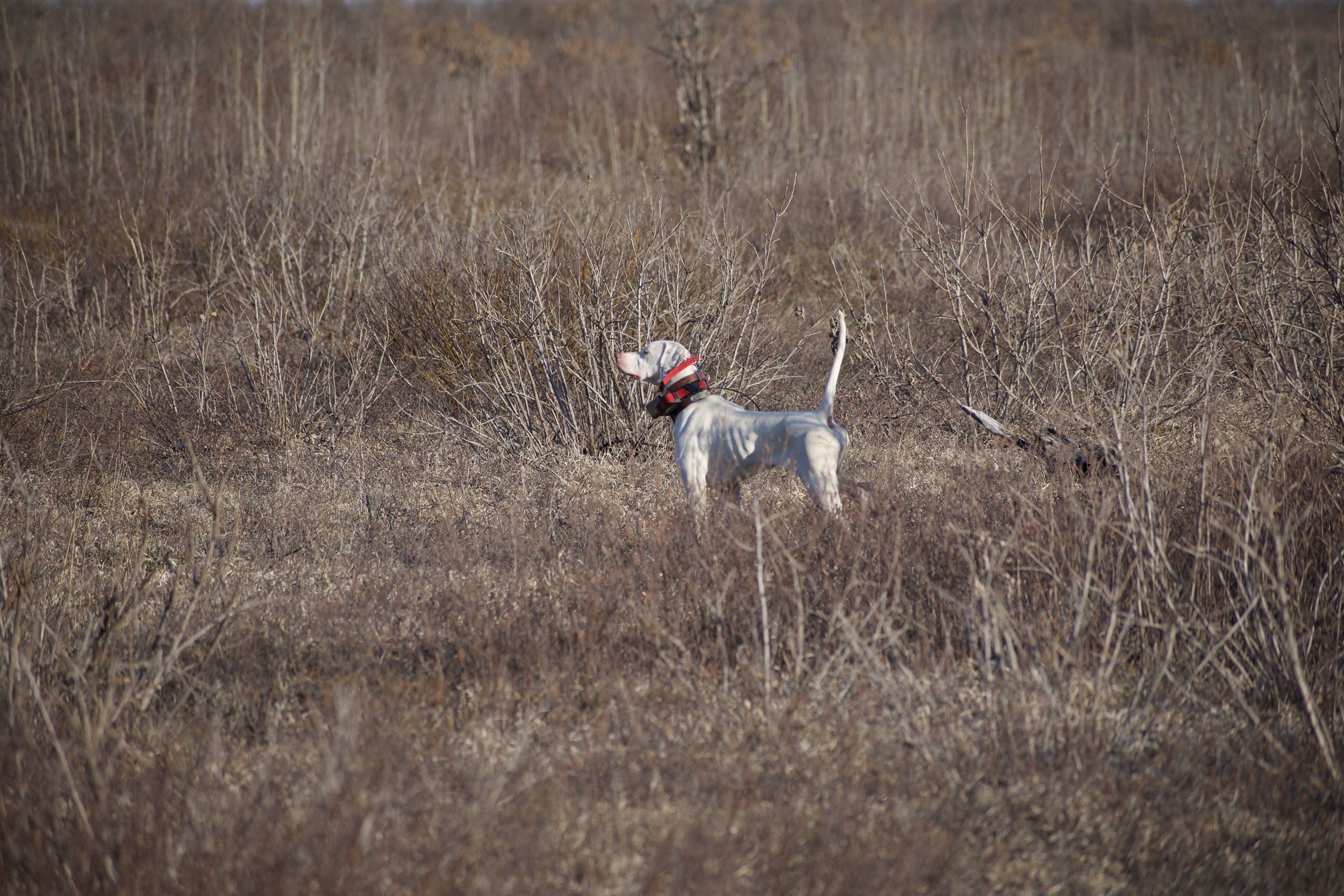 DSC_0368.jpeg