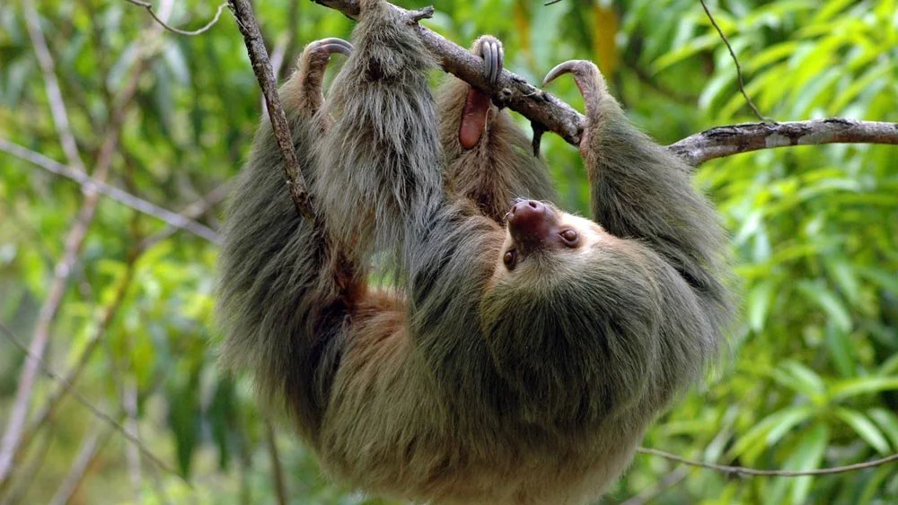 Adventure in Nosara: Discover the Wild Side Beyond the Beach