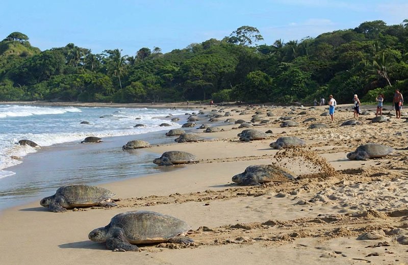 Wildlife Calendar in Nosara: What to See and When to Visit Paradise