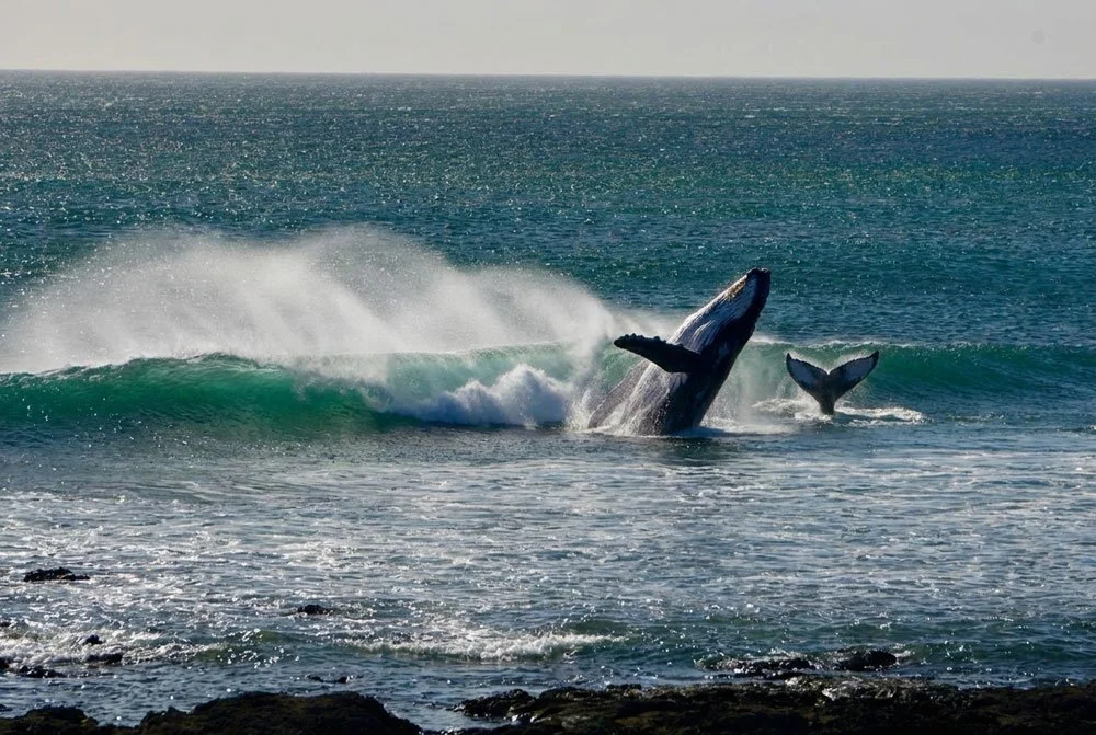 The Journey of Giants: A Guide to Humpback Whale Watching in Nosara