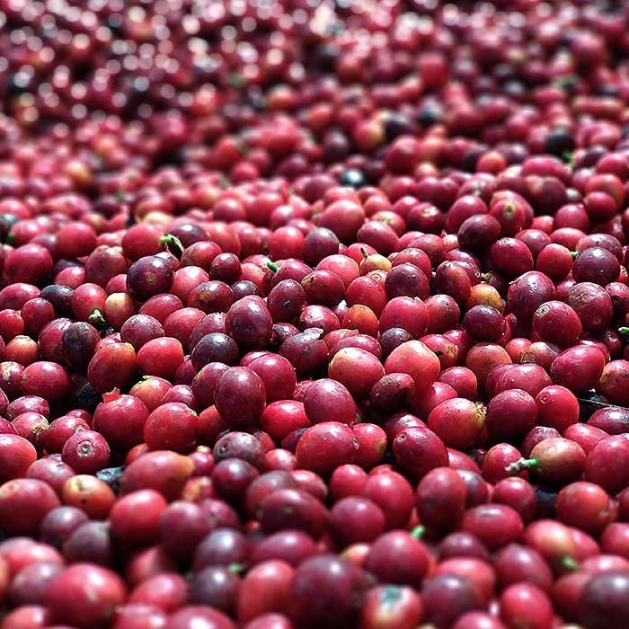 red-cherry-coffee.jpg