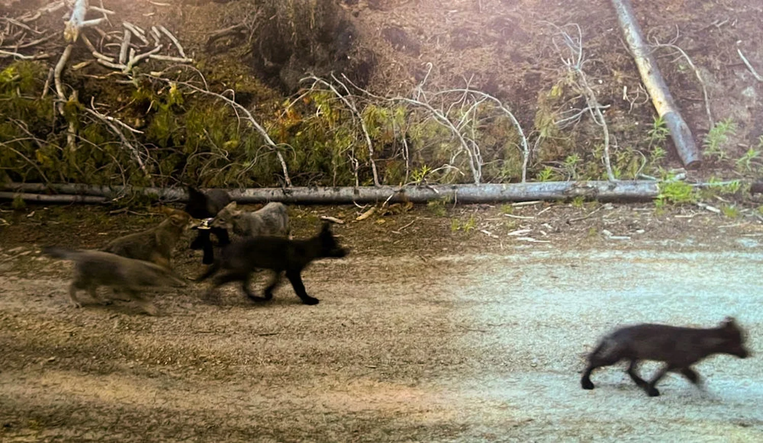Wolves, People, and the Changing West
