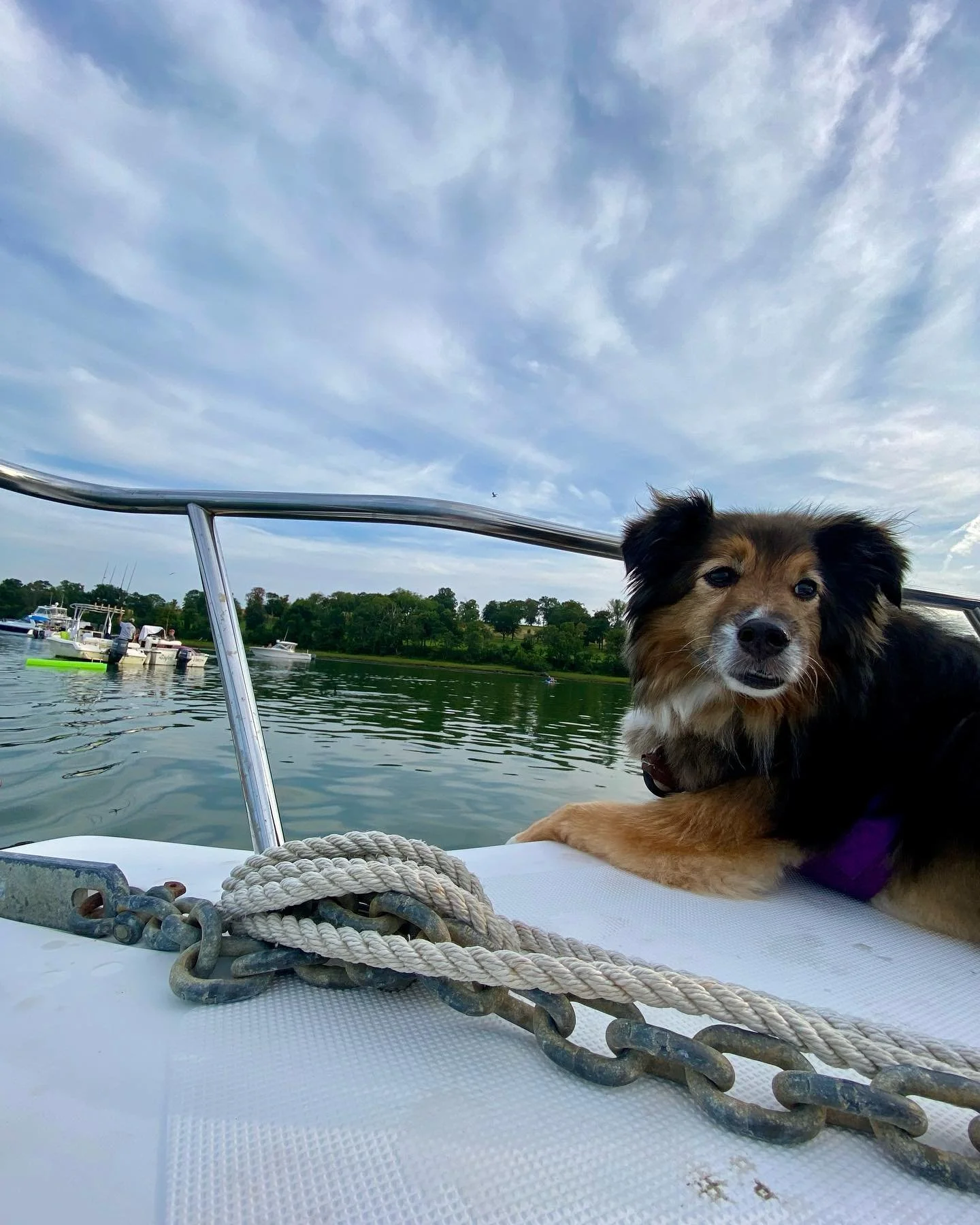 A boat day with a couple of dawgs.  #summer #boatlife #seadog #photography #photoftheday