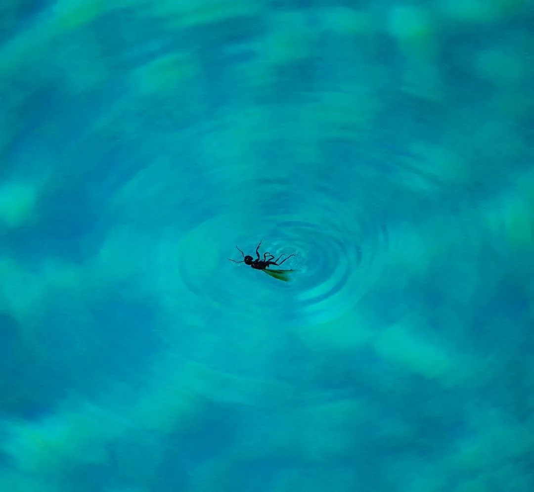 The Blues Pt. 2 #drowning #ant #pool #waves #canon70d #canonphotography #canon #photography #photodaily #instadaily #createyourhype #createexploretakeover #createexplore #create #visualarchitects #artofvisuals #visualsoflife #visualsgang #wanderfolk 