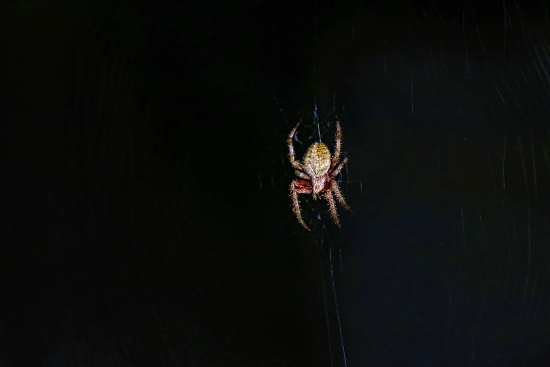 It's been awhile and finally I'm back, sorry if anyone cared but here's a gnarly ass spider for your Thursday evening to make up for the absence. Shout out to @paulsarris_photography for help with the edit. #spider #arachnid #arachnids #web #canon70d