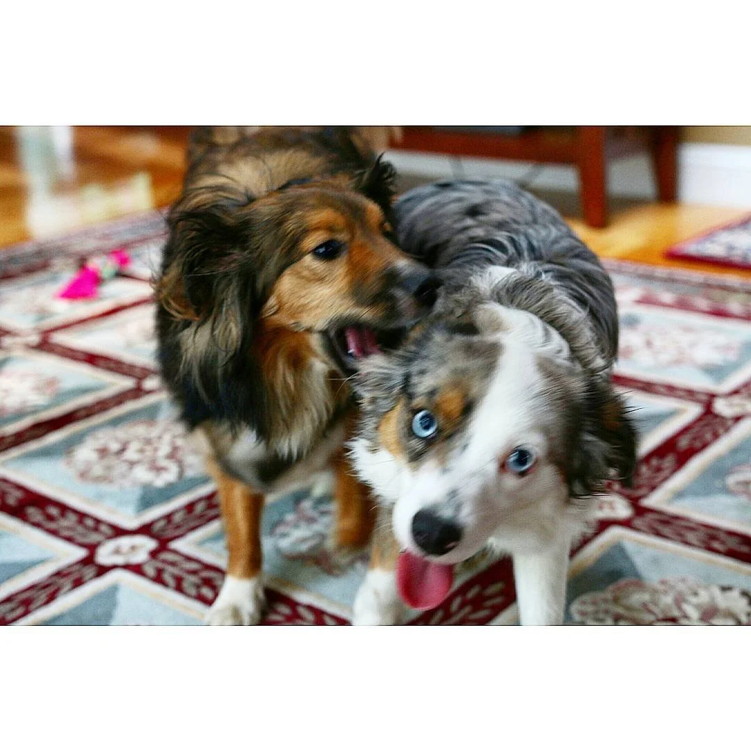 Happy Fourth from these two #rileygram #sadiegram #dogportrait #dogfeature #dog #dogs #dogsofinstagram #instapup #dogstagram #canon70d #dslr #dslrphotography #photography #canonphotography #create #createyourhype #createexplore #createexploretakeover