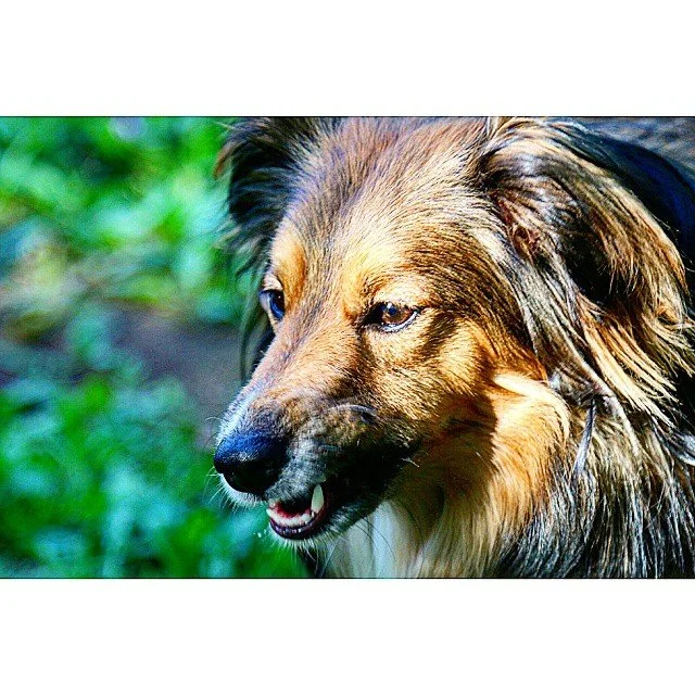 Mood #rileygram #dogportrait #dogfeature #dog #dogsofinstagram #dogstagram #instadog #instapup #instapuppy #dog_features #canon70d #dslr #dslrphotography #canonphotography #photography #artofvisuals #visualarchitects #visualsoflife #visualsgang #wand