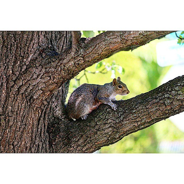 A squirrel for your Sunday evening #squirrel #animals #outdoors #naturephotography #nature #canon70d #dslr #dslrphotography #photography #create #createyourhype #createexploretakeover #createexplore #artofvisuals #visualsoflife #visualsgang #visitmyi