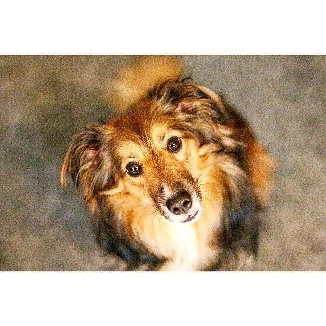 One of my favorite shots with my friends 35mm Zeiss Prime. Used the Sharpening Instagram tool to make it look grainy like a hipster #rileygram #dogportrait #dogfeature #instapup #puppy #dog #dogs #dogsofinstagram #dogoftheday #dogstagram #dog_feature