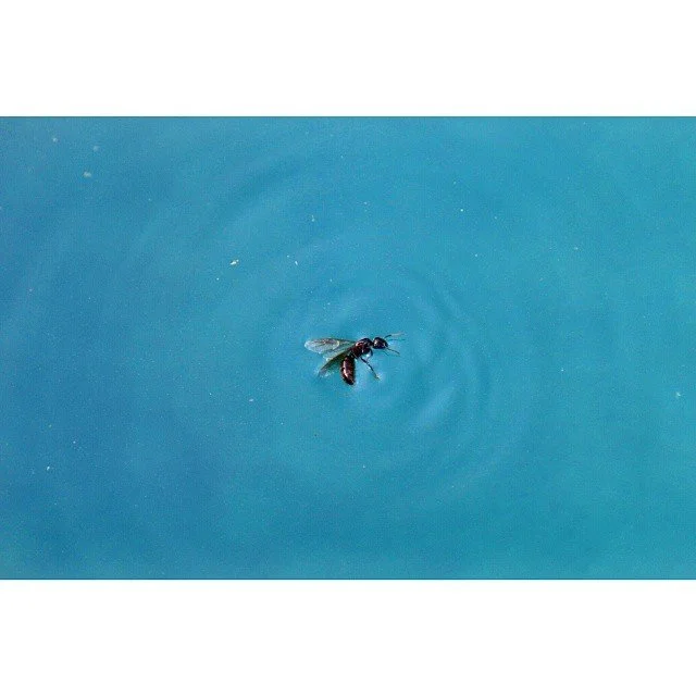 The Blues #poor #ant #pool #insect #nature #naturephotography #canon70d #dslr #dslrphotography #photography #canonphotography #createexplore #createexploretakeover #create #visualsoflife #visualsgang #visualarchitects #scenesofnature #livefolk #wande