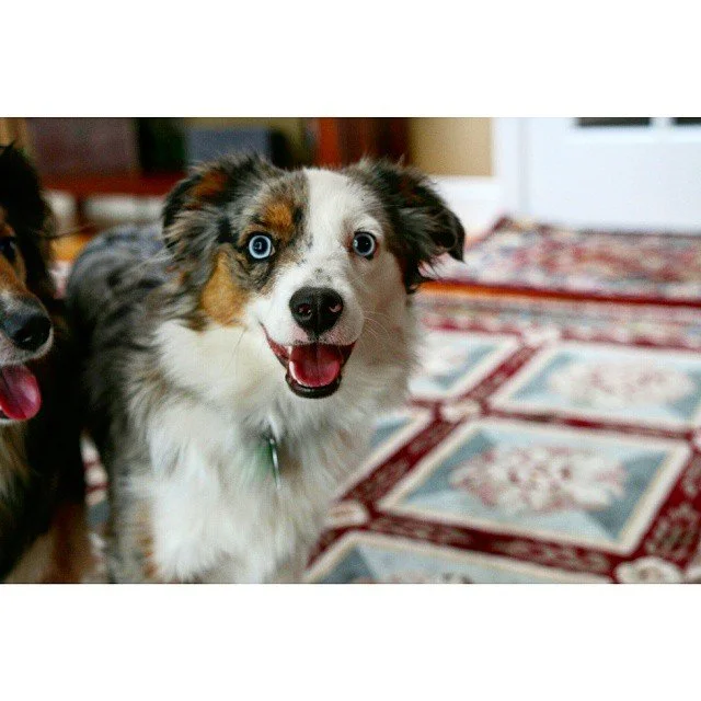 Finally some more shots of Sadie aka Crazy Eyes with a feature from Young Riley #sadiegram #rileygram #dogs #dogsofinstagram #dogfeature #dogfeatures #dogoftheday #instapup #instapuppy #dog #canon70d #dslr #canonphotography #photography #artofvisuals