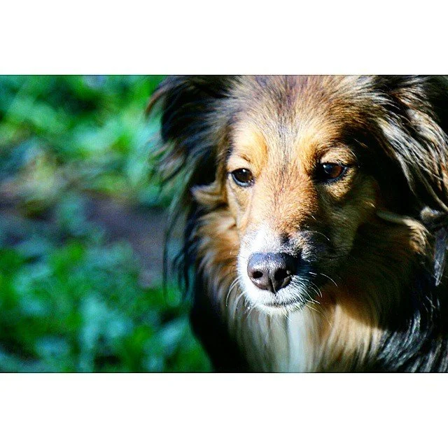 Sunkissed #rileygram #dogs #puppies #australianshepherd #dog_feature #dogoftheday #dog_features #instapup #dogsofinstagram #dog #NY #scenesofnyc #canon70d #dslr #visualsgang #visualsoflife #visualarchitects #artofvisuals #aov #photonovato #peoplescre