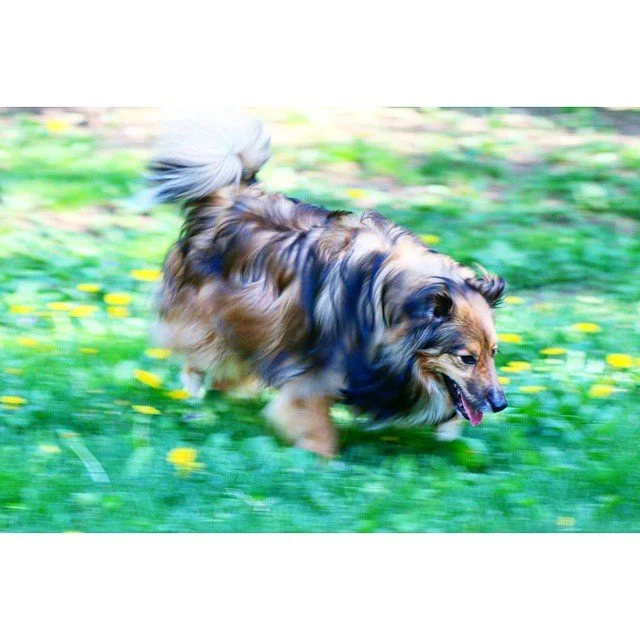 En Motion Pt. 3 #rileygram #dogs #puppies #australianshepherd #dog_feature #dogoftheday #dog_features #dog #instapup #dogportraits #portrait #makeportraits #NYC #scenesofnyc  #canon #canonphotography #70d #dslr #visualsgang #visualsoflife #visualarch