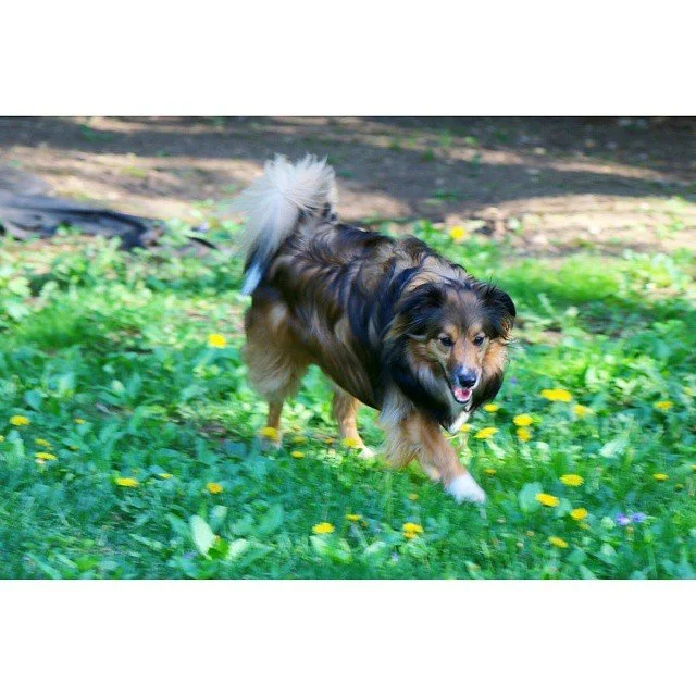 En Motion Pt 2 #dogs #puppies #australianshepherd #dog_feature #dogoftheday #dog_features #instapup #dog #canon #70d #dslr #visualsgang #visualsoflife #visualarchitects #artofvisuals #photonovato #canonphotography #photography #livefolk #wanderfolk #