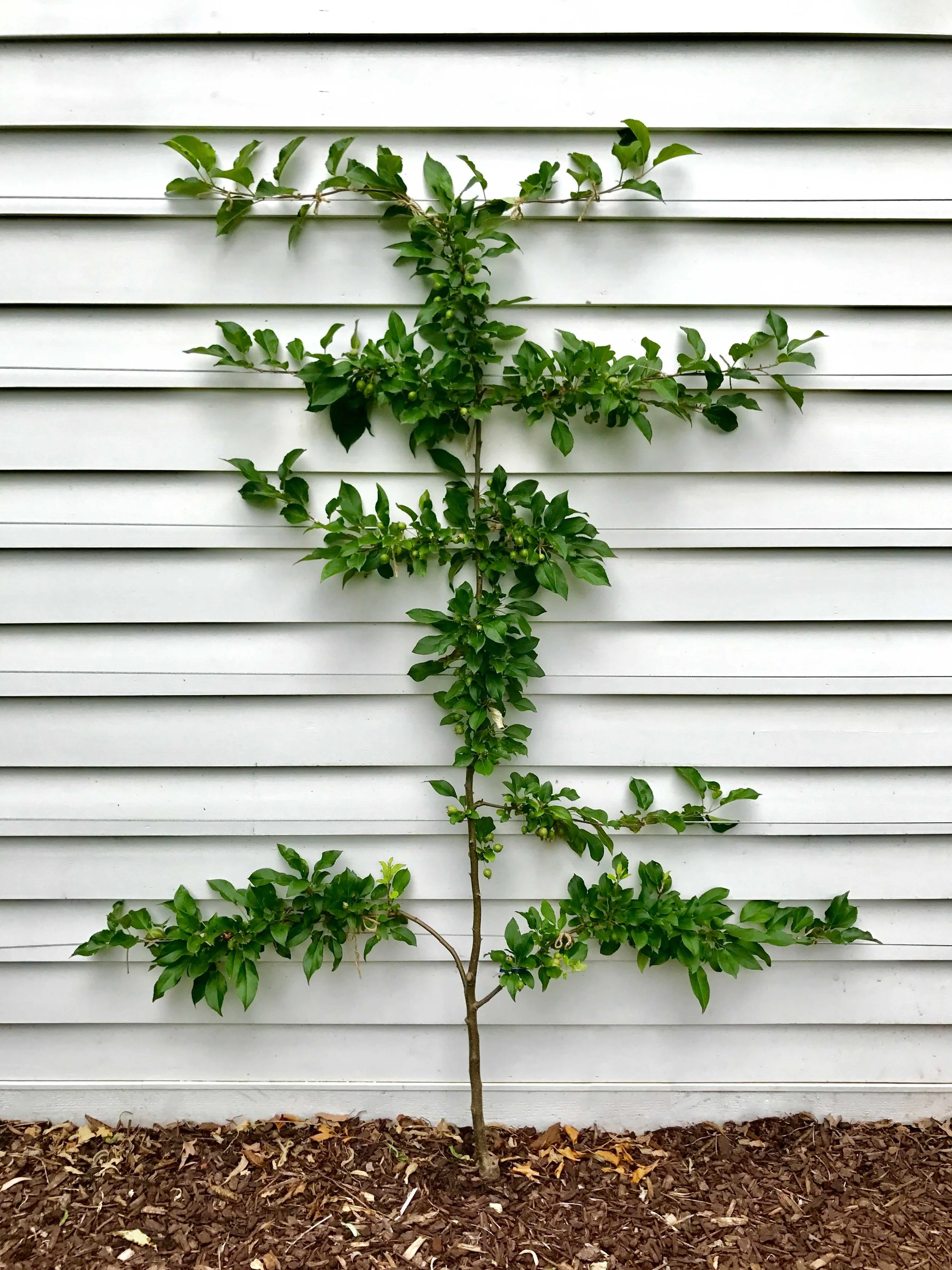 Growing-Plant_LR.jpg