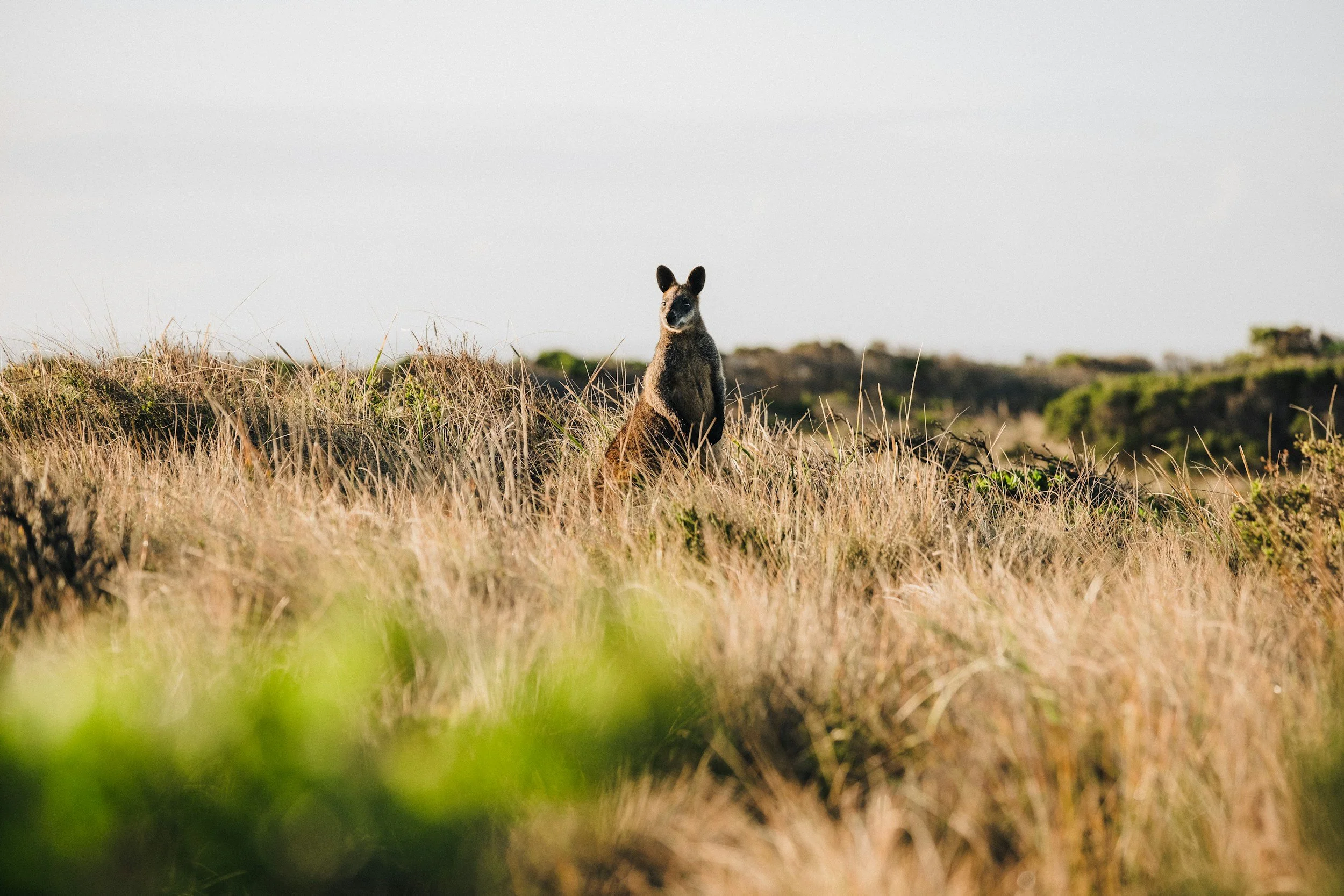 A solitary kangaroo sitting upright in tall, dry grass with a gentle landscape and sky in the background.