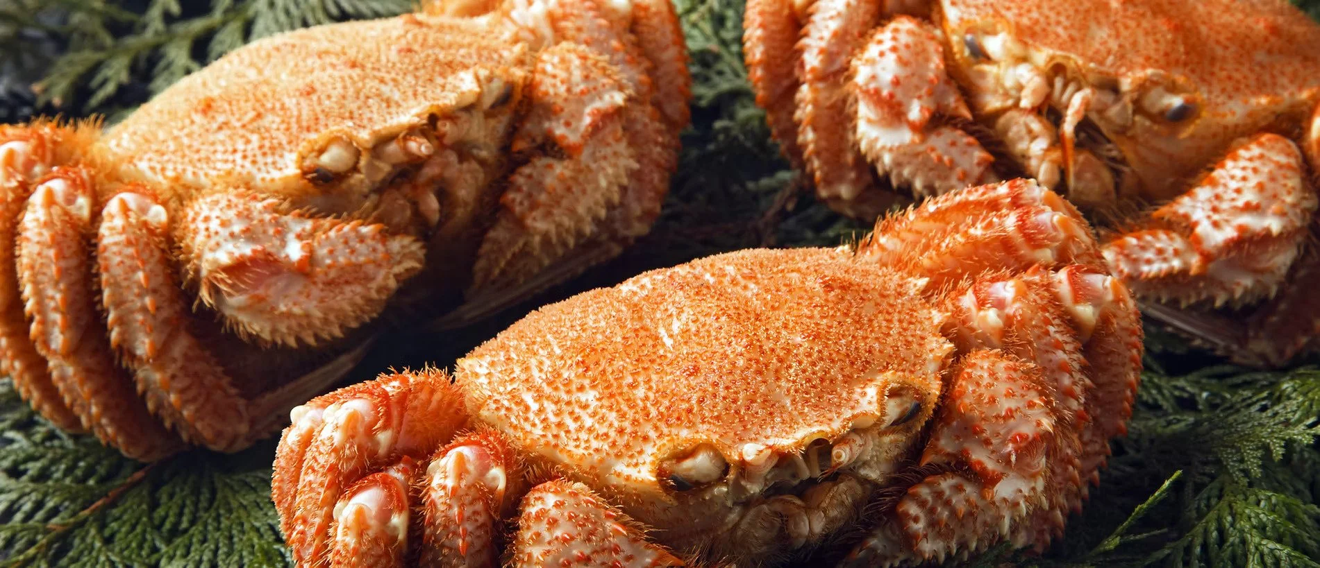 Seafood Restaurant - Crab Dining Kanon - Niseko