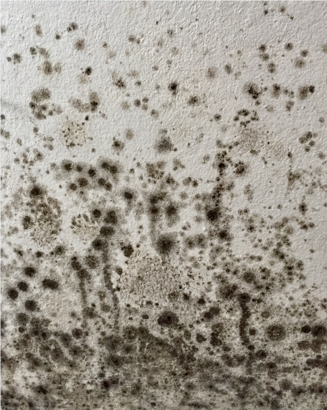 Mould Prevention Hacks You Need to Know