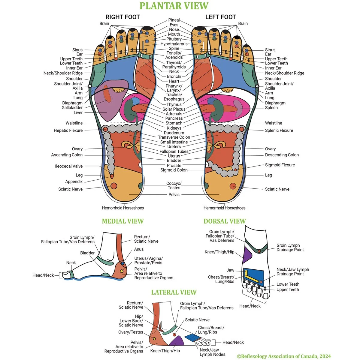 a reflexology chart from Guelph Reflexology depicting pressure points on the feet