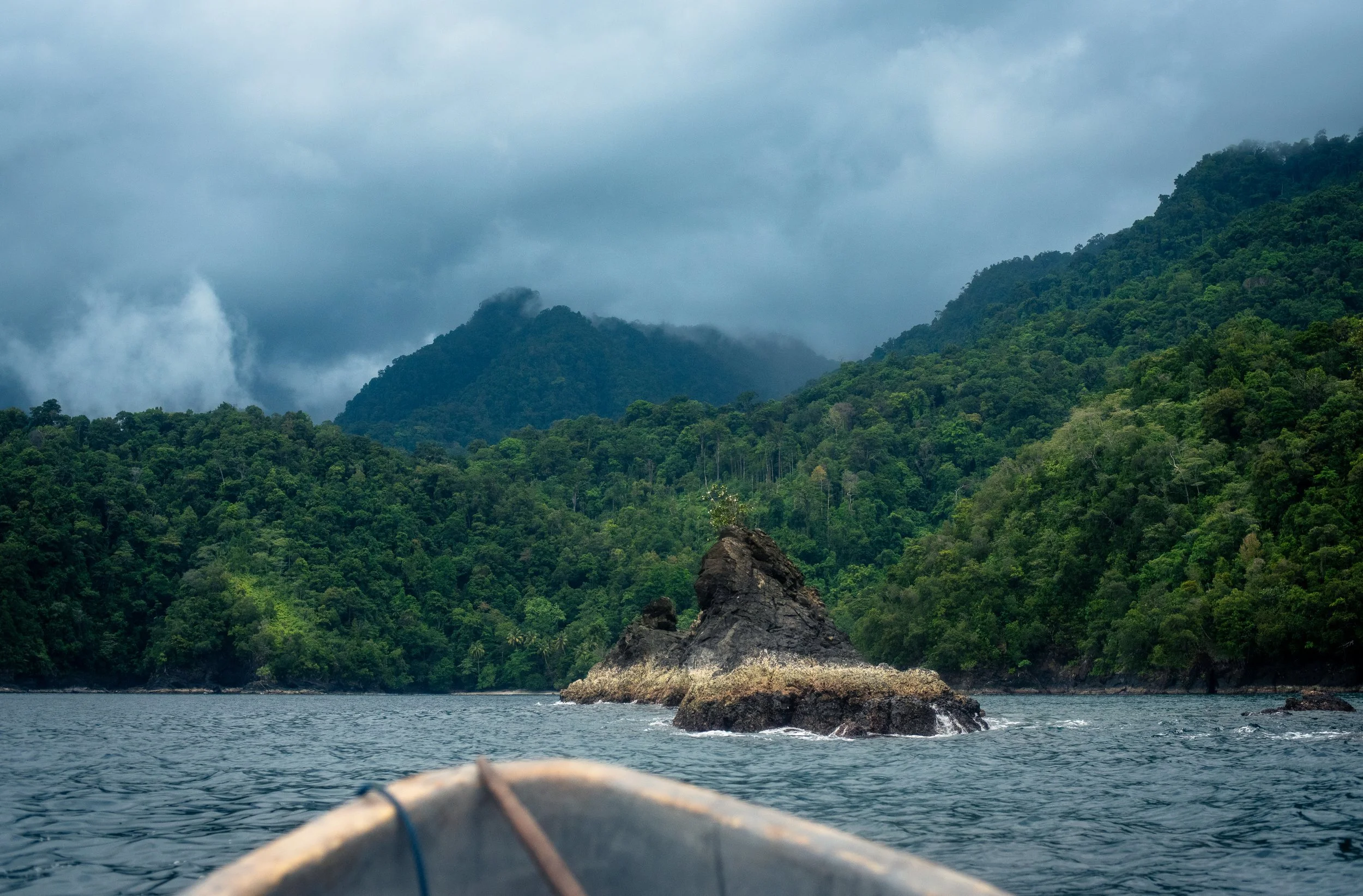Misty forest in Cyclops Mountains near Jayapura