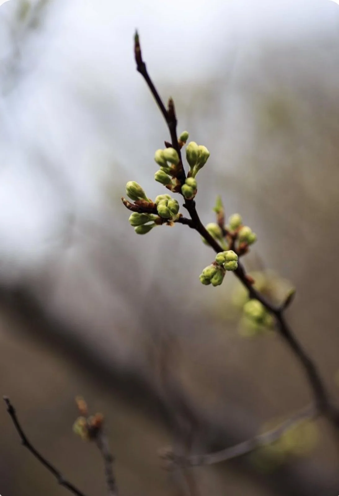 Atelier Février "Naturopathie, Yoga &amp; cuisine vivante"