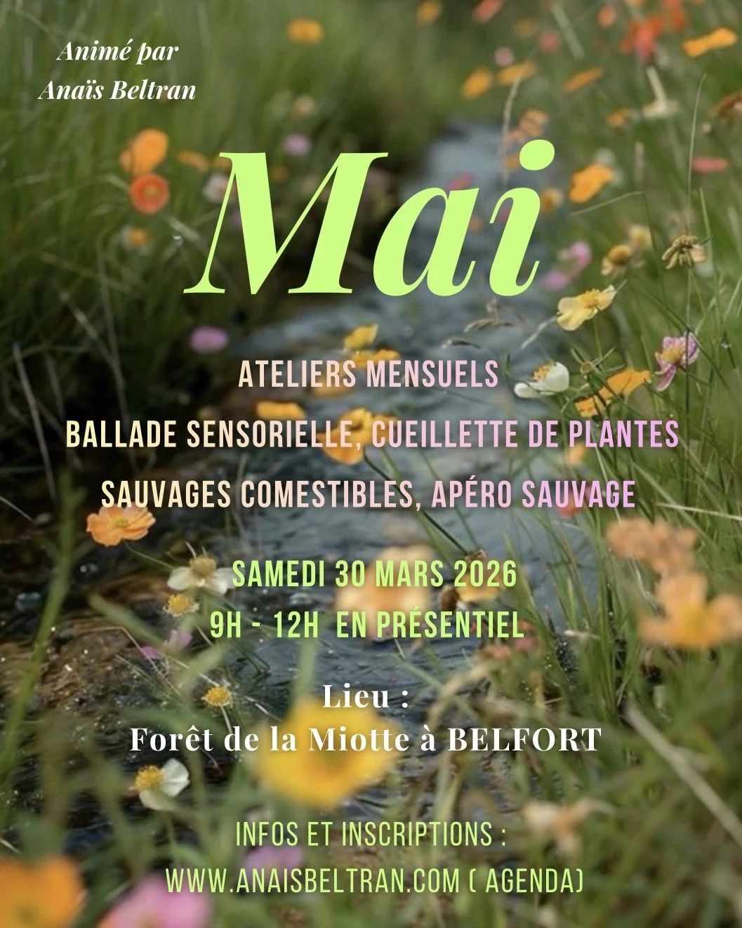 Ballade sensorielle, cueillette des plantes sauvages, apéro sauvage